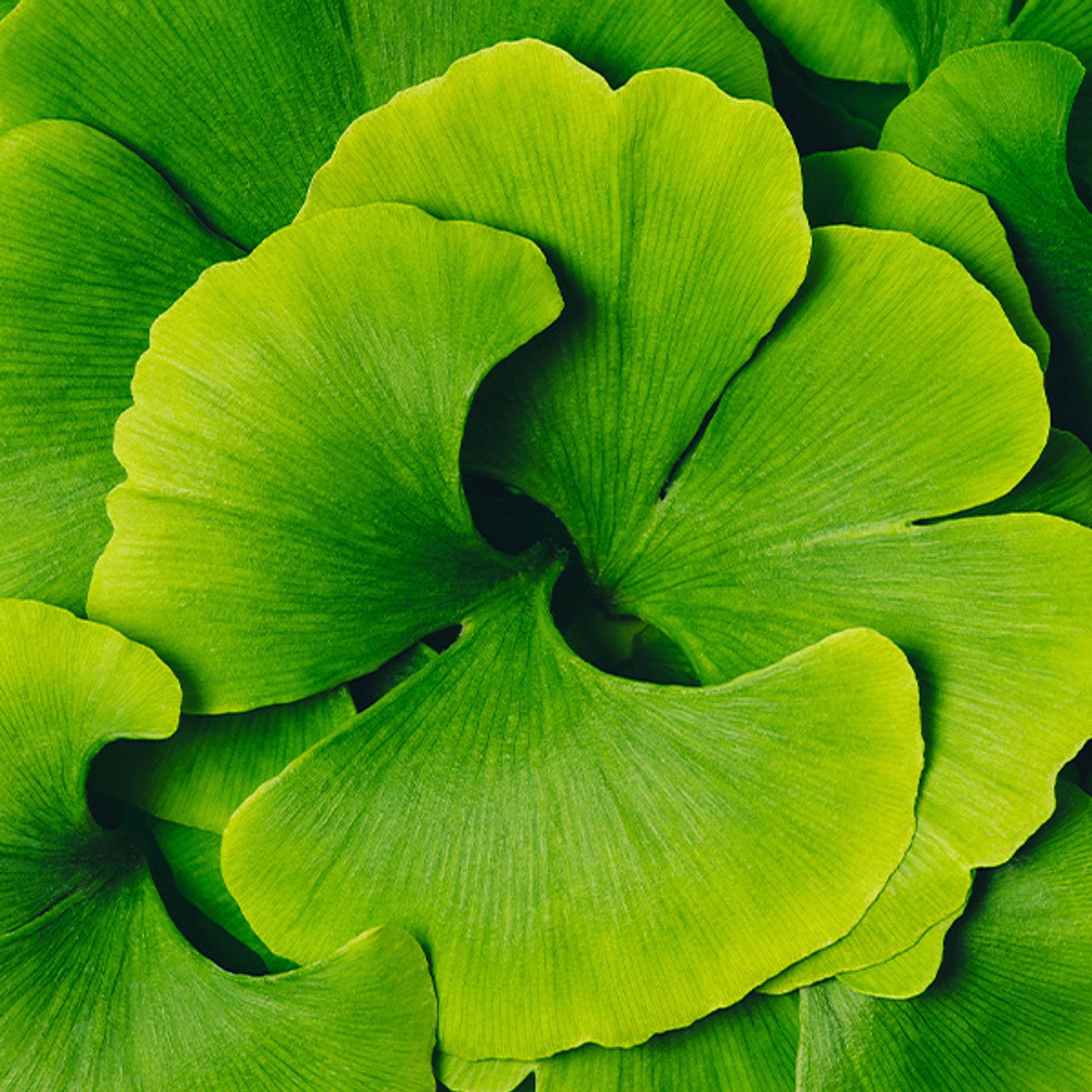 Ginkgo Biloba - natürlicher Gedächtnisbooster