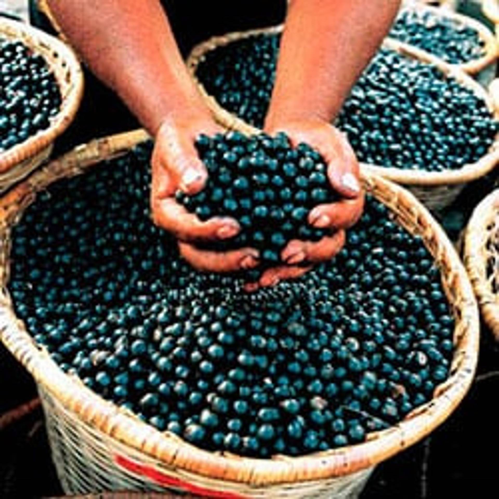 Acai-Berries.jpg