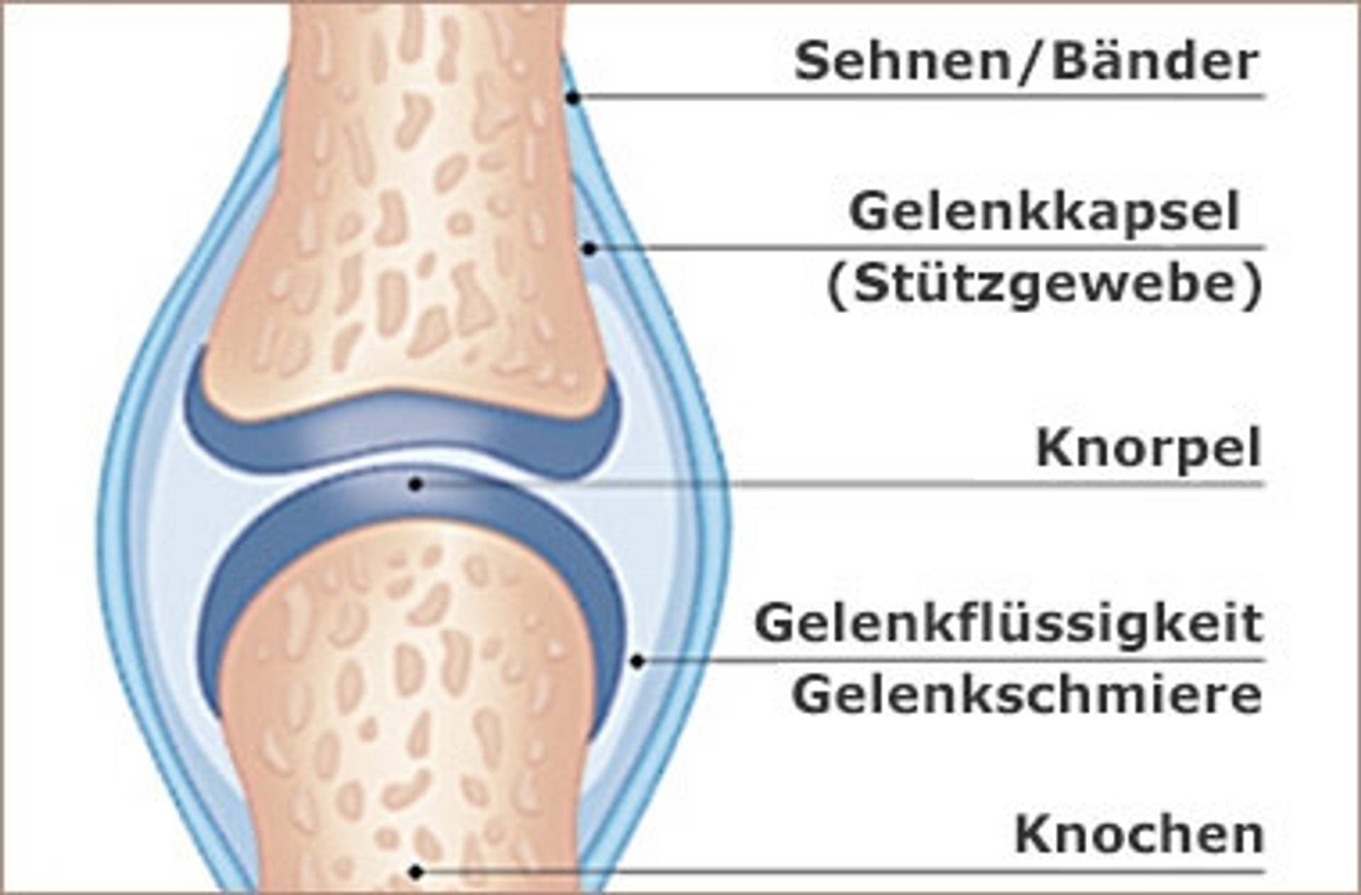 erklaerung-gelenkaufbau.jpg