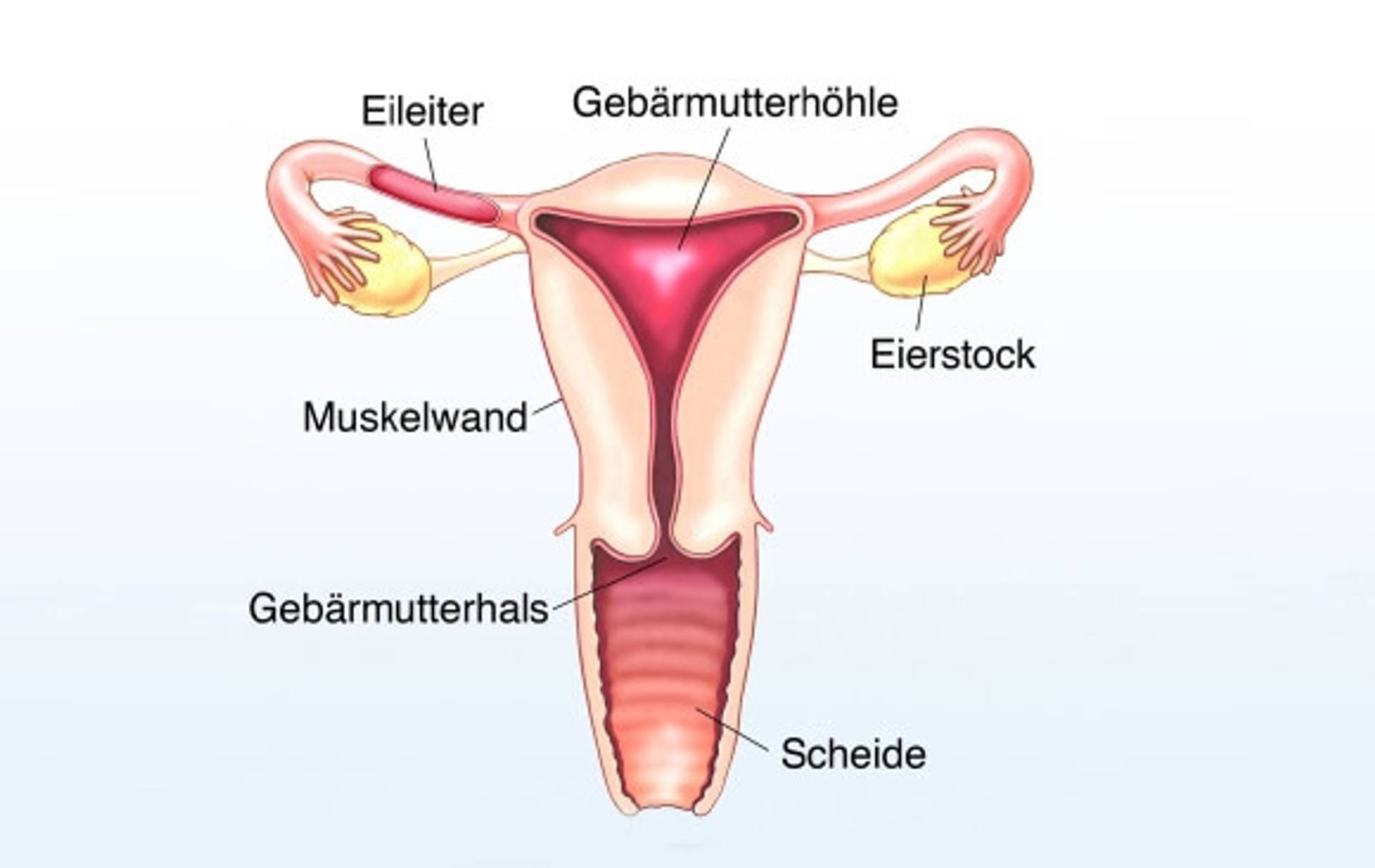 weibliches-geschlechtsorgan_1.jpg