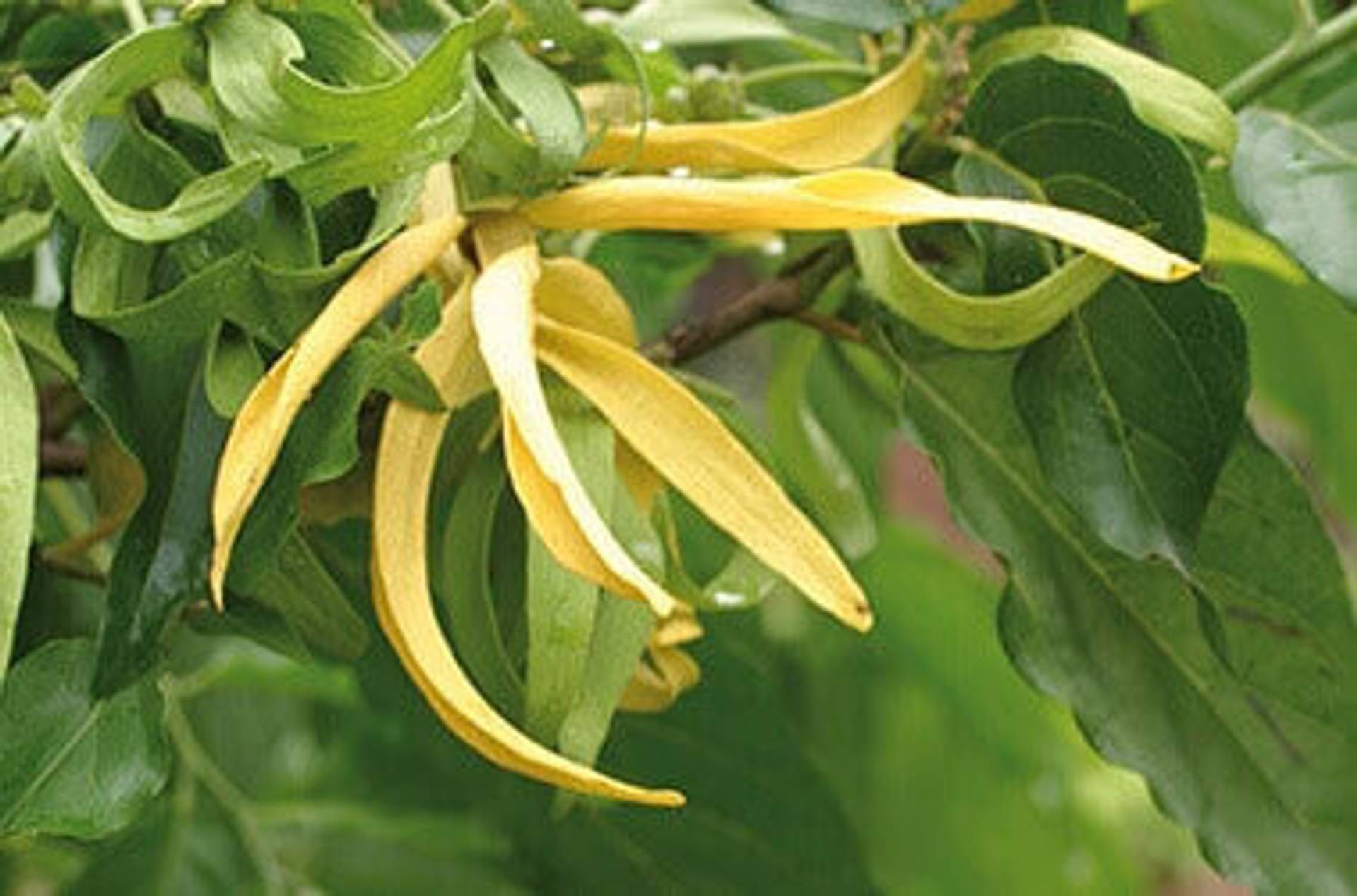 ylang_ylang_384x288.jpg