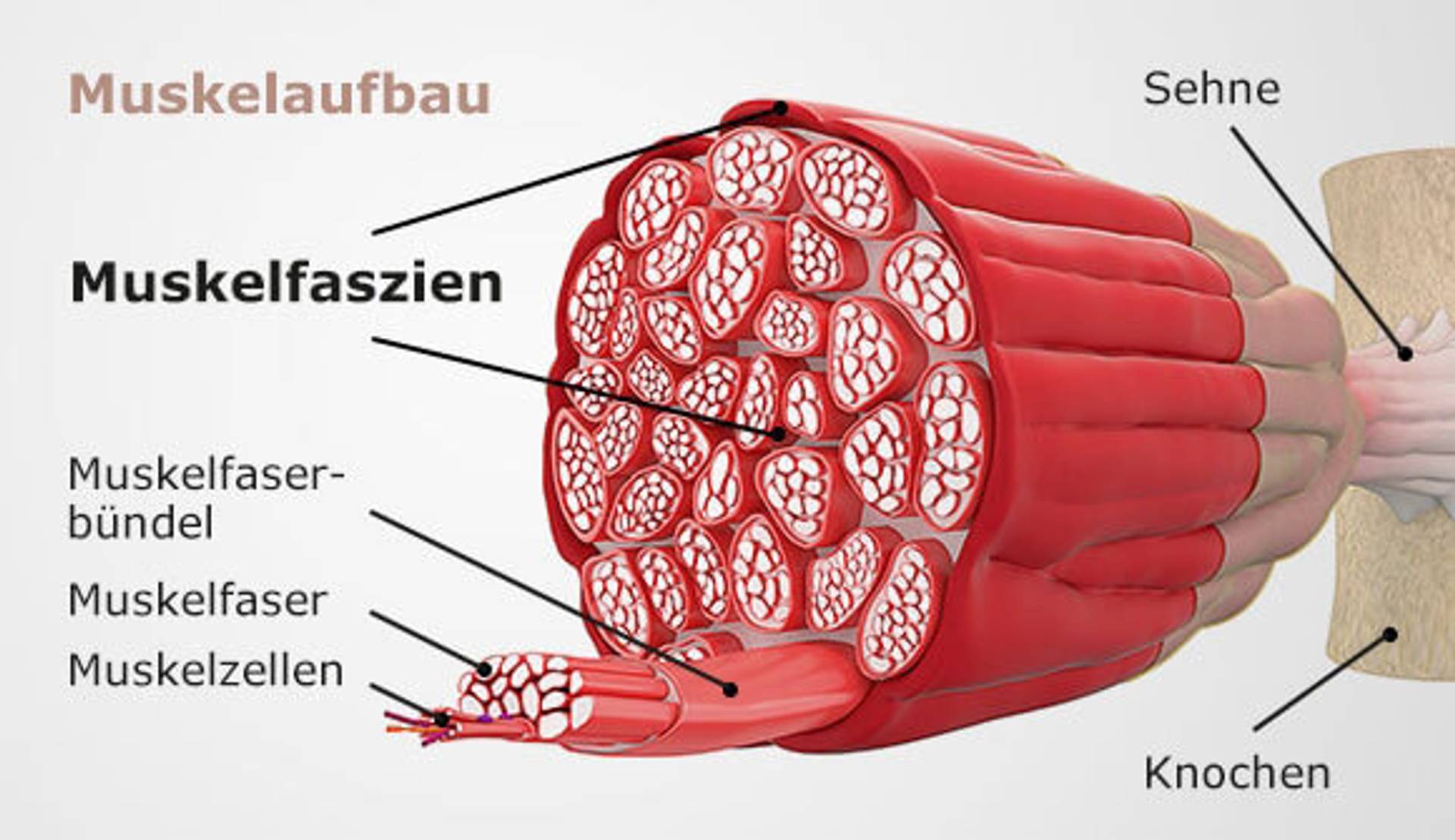 Muskelaufbau.jpg