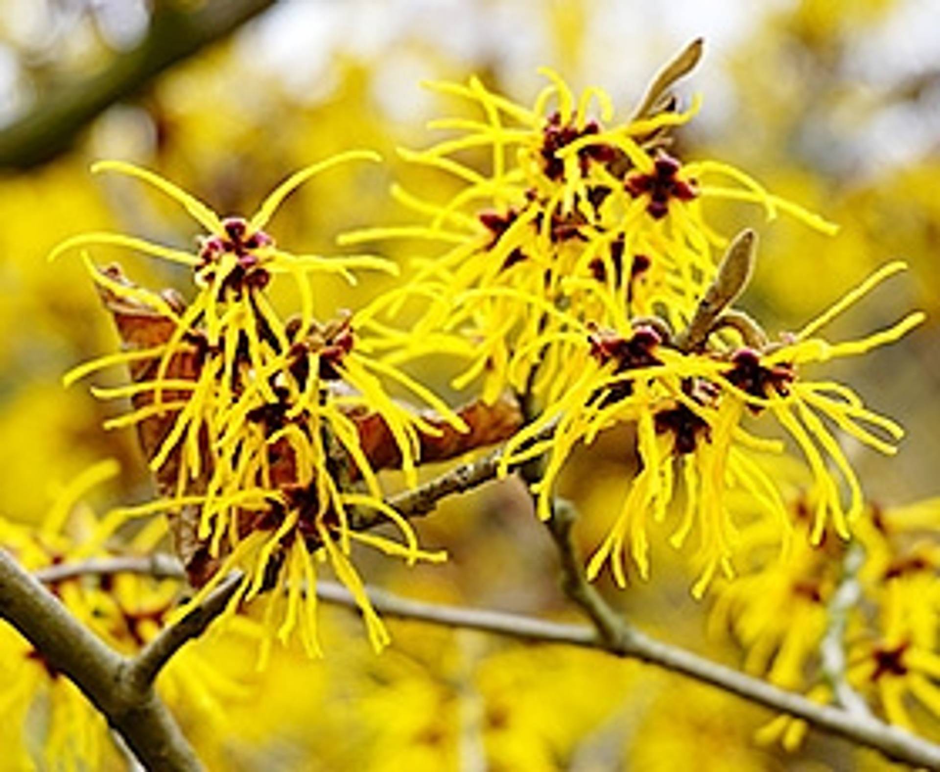 Hamamelis_Beitragsbild.jpg