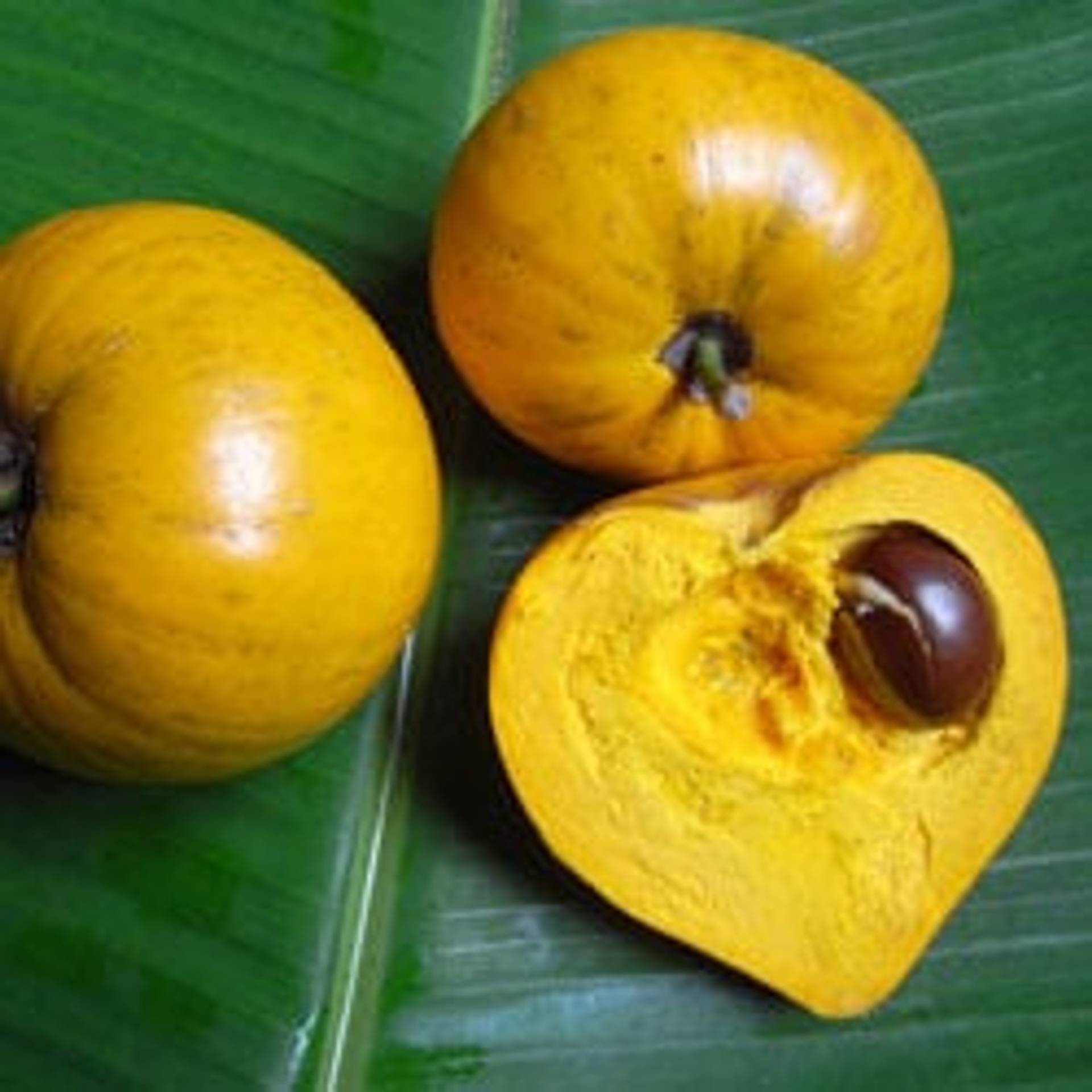 Lucuma.jpg