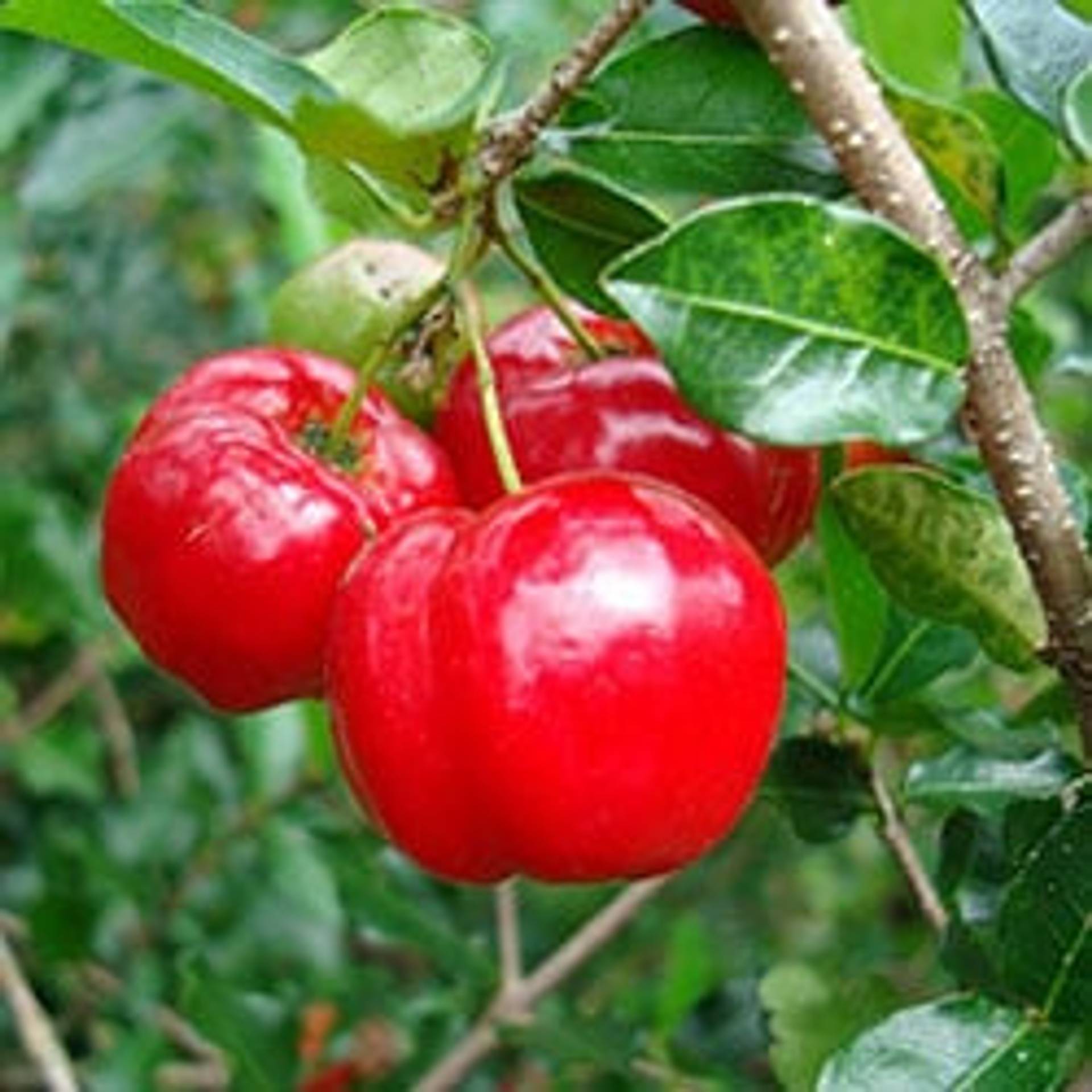 Acerola_2.jpg