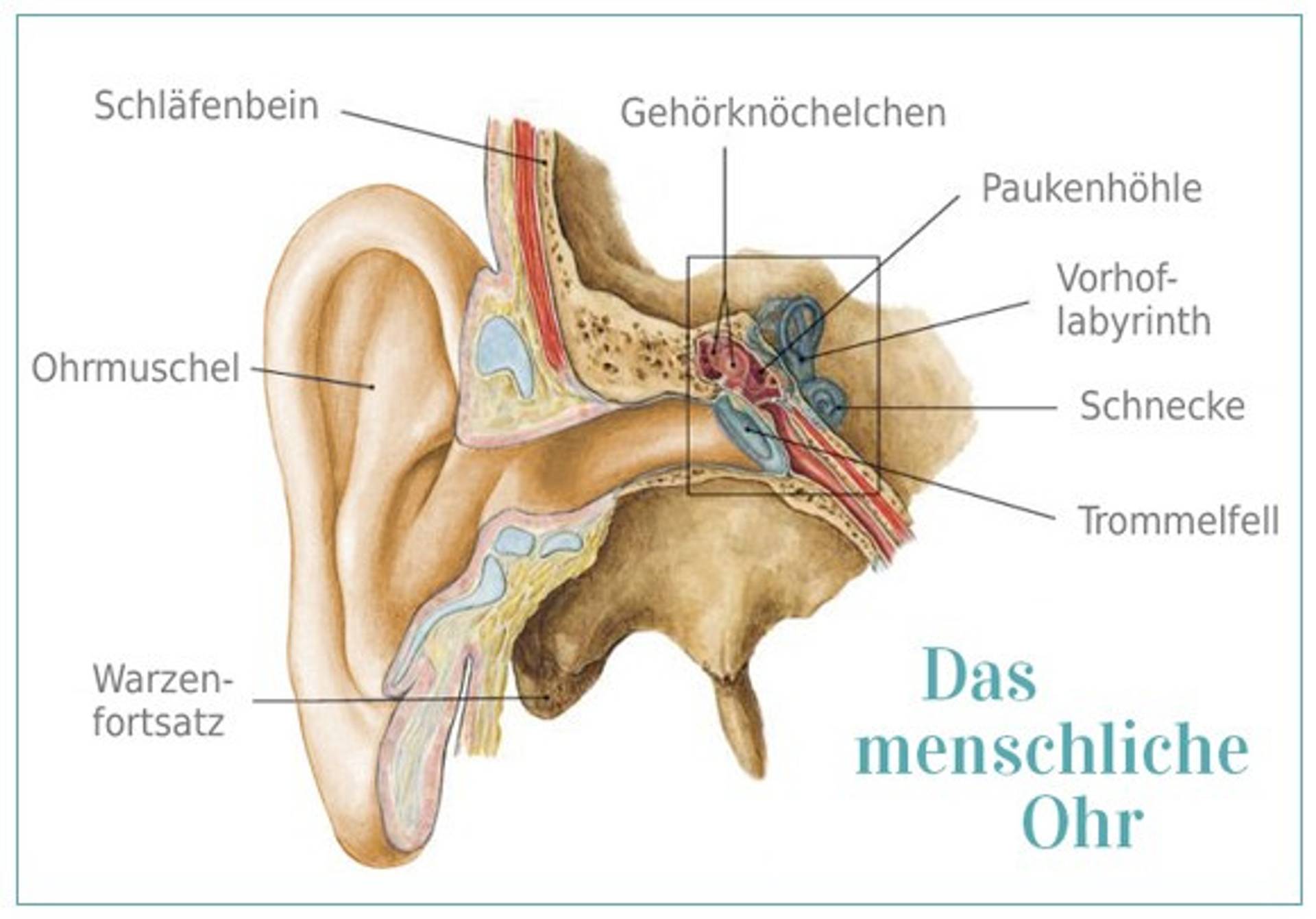 Ohr-schematische-Darstellung.jpg