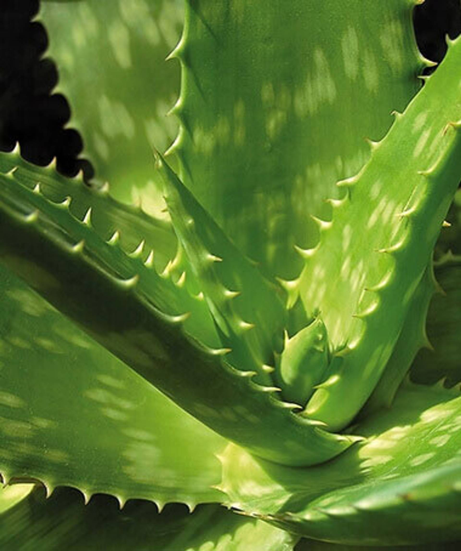 aloe-vera_big.jpg