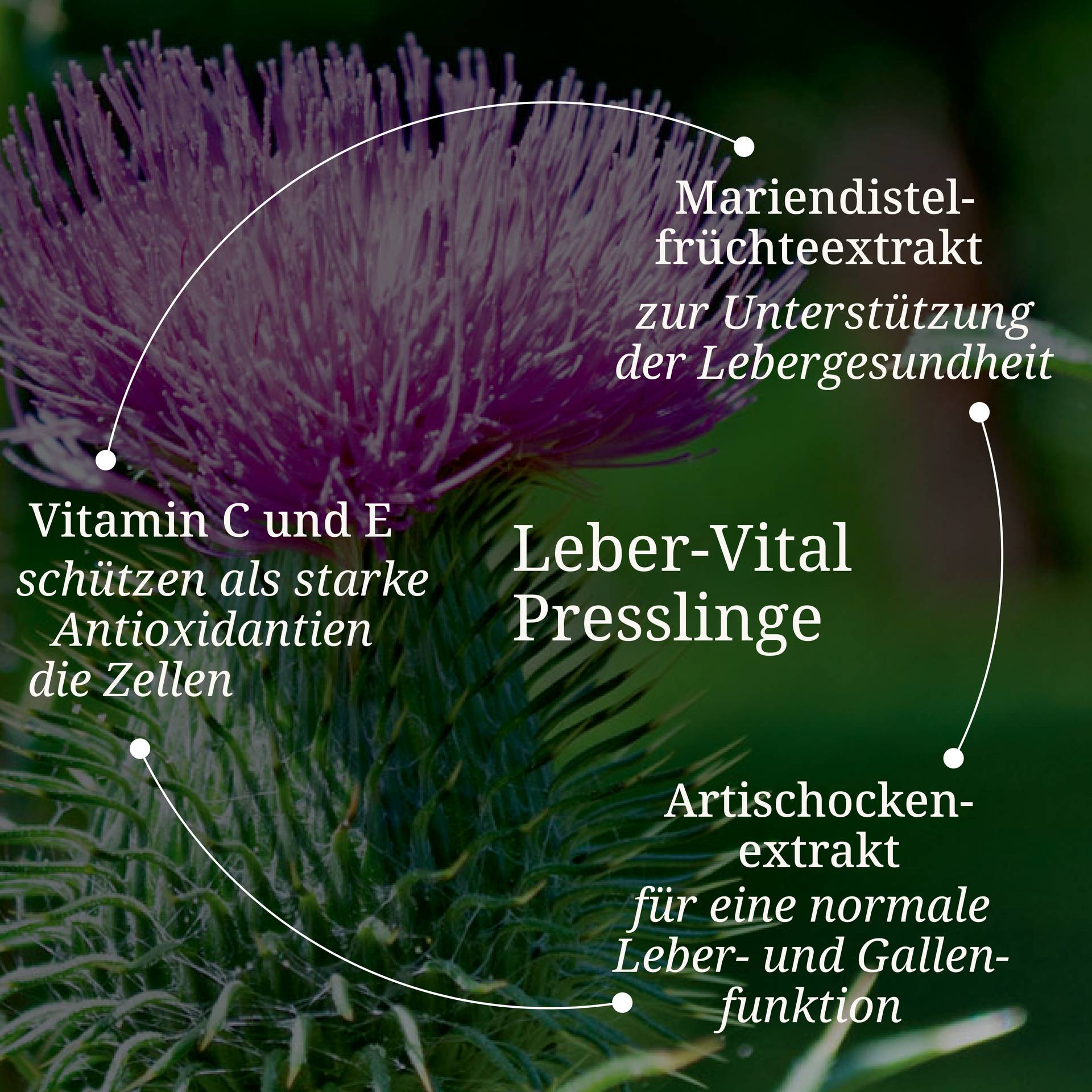 Leber Vital Presslinge.jpg