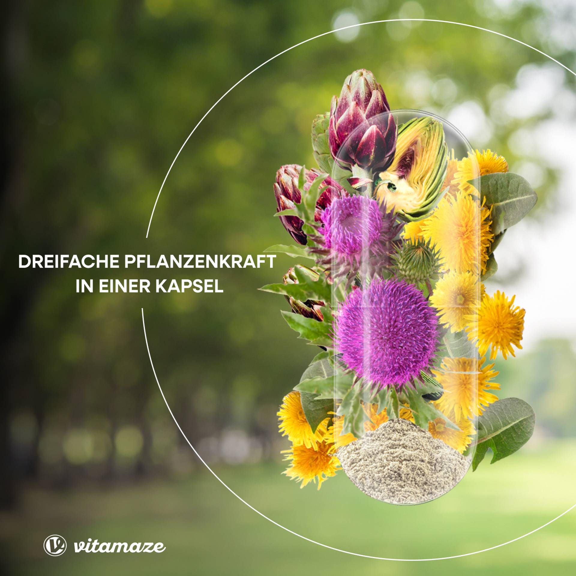 vitamaze_Mariendistel_Artischocke_Löwenzahn_Vorteile