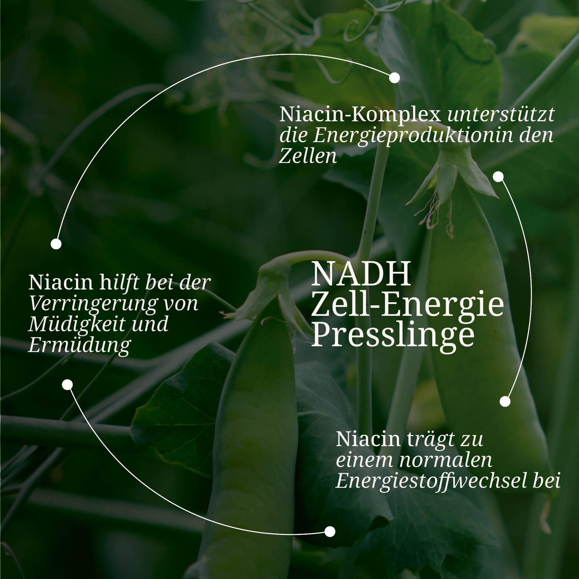 20250328_pdp Bilder NADH Zell-Energie Presslinge.jpg