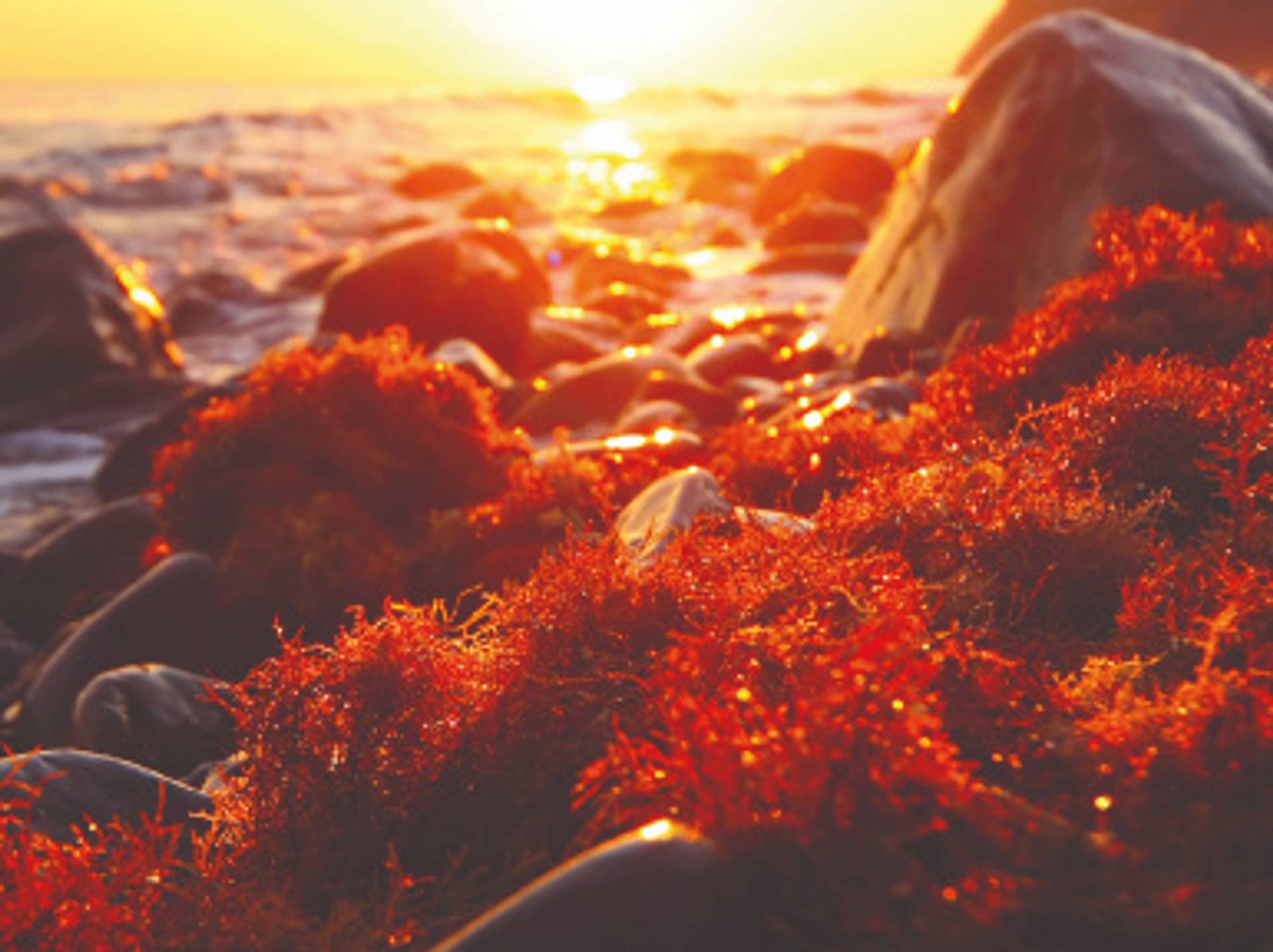 Antioxidants Banner 385 x 288.jpg