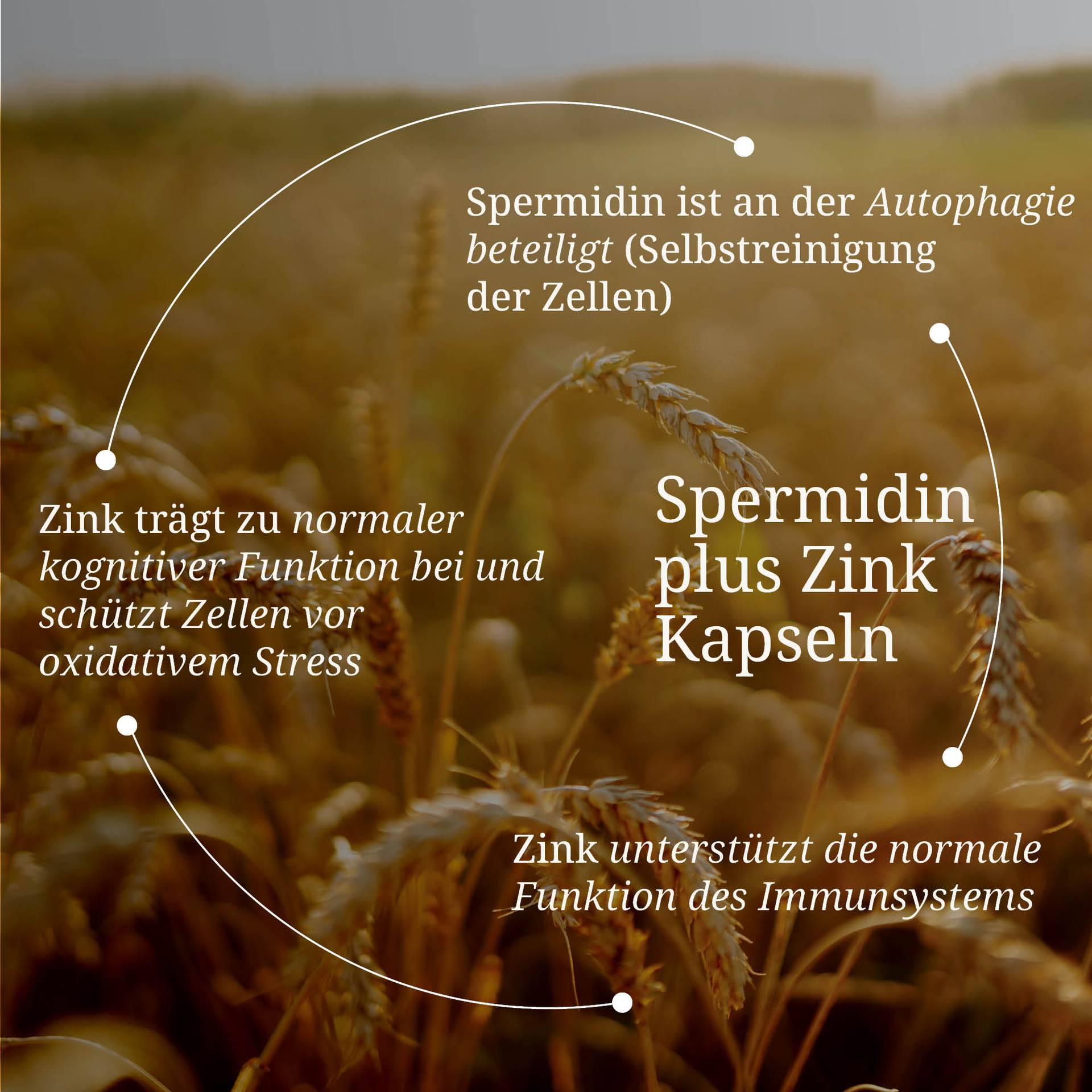 20250328_pdp Bilder Erik Spermidin plus Zink Kapseln.jpg