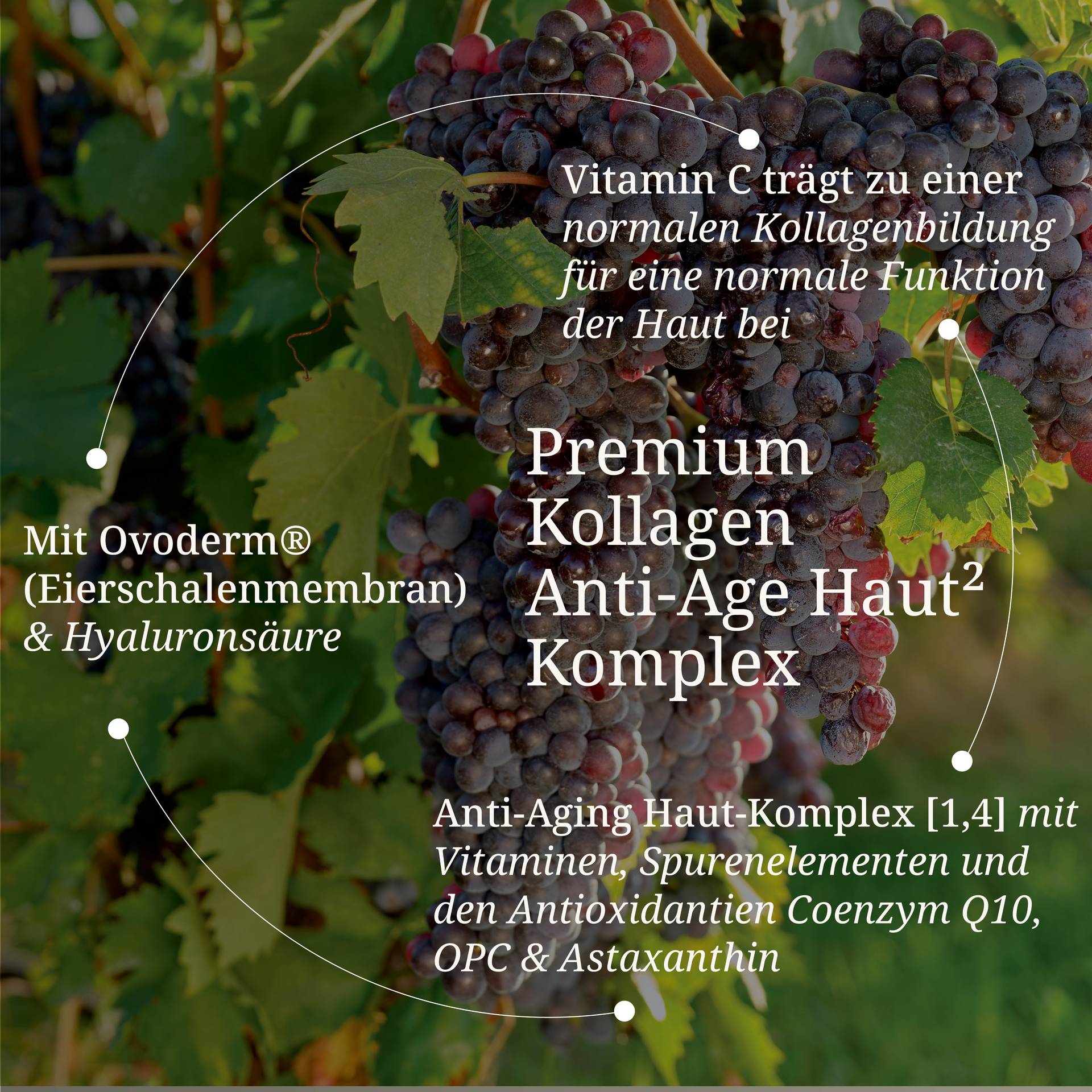 20250508_Premium_Kollagen_Anti_Age_Haut2_Komplex.jpg