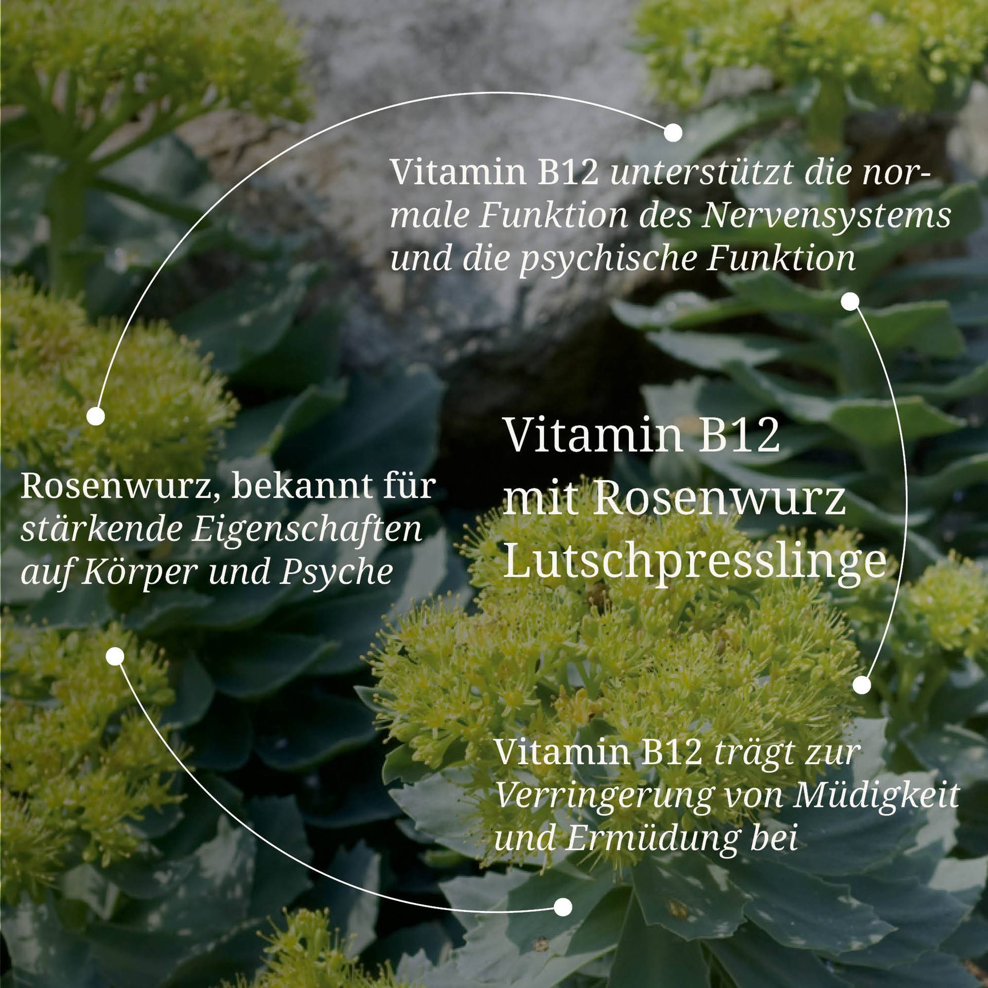 20250328_pdp Bilder Vitamin B12 mit Rosenwurz Lutschpresslinge.jpg