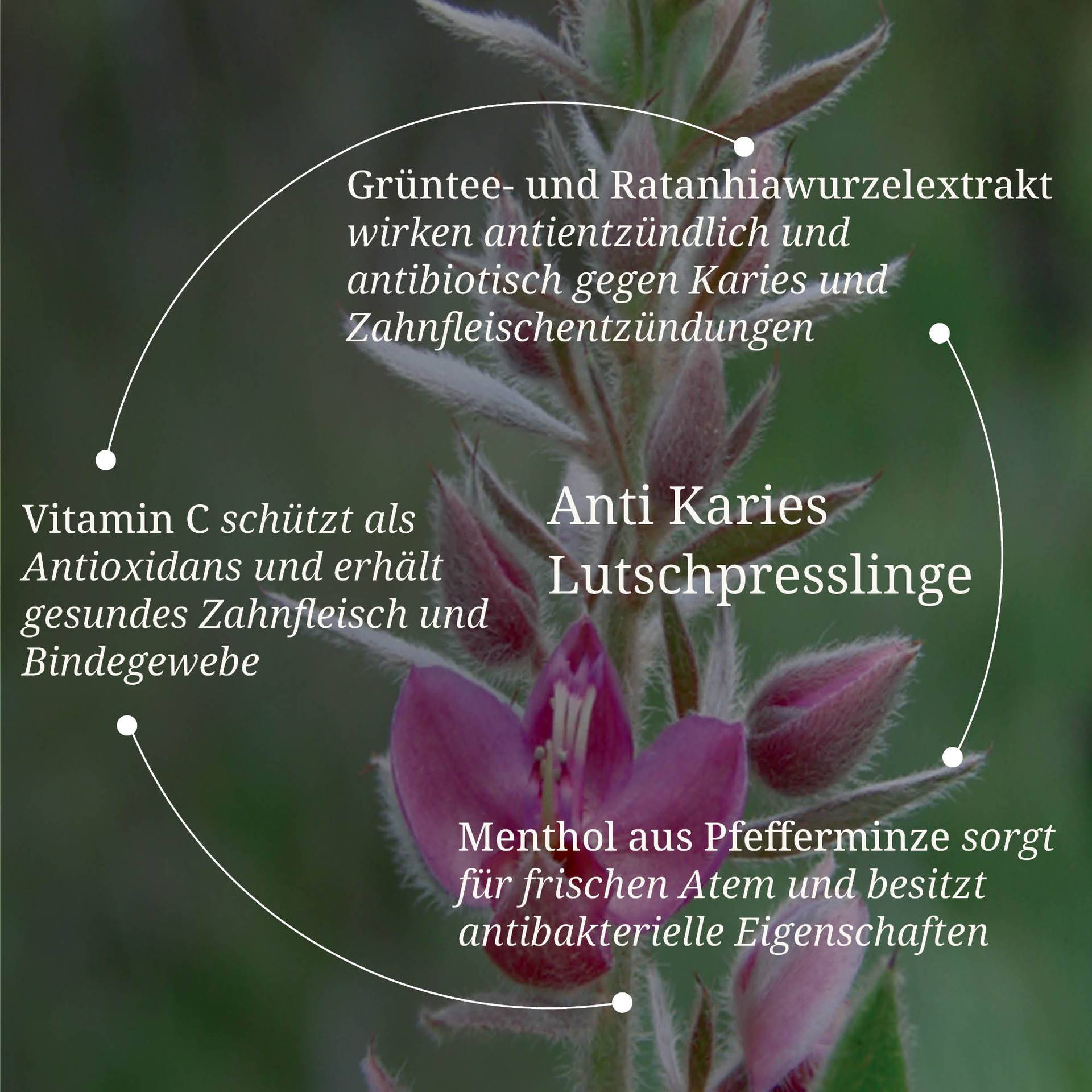 20250328_pdp Bilder Anti Karies Lutschpresslinge.jpg