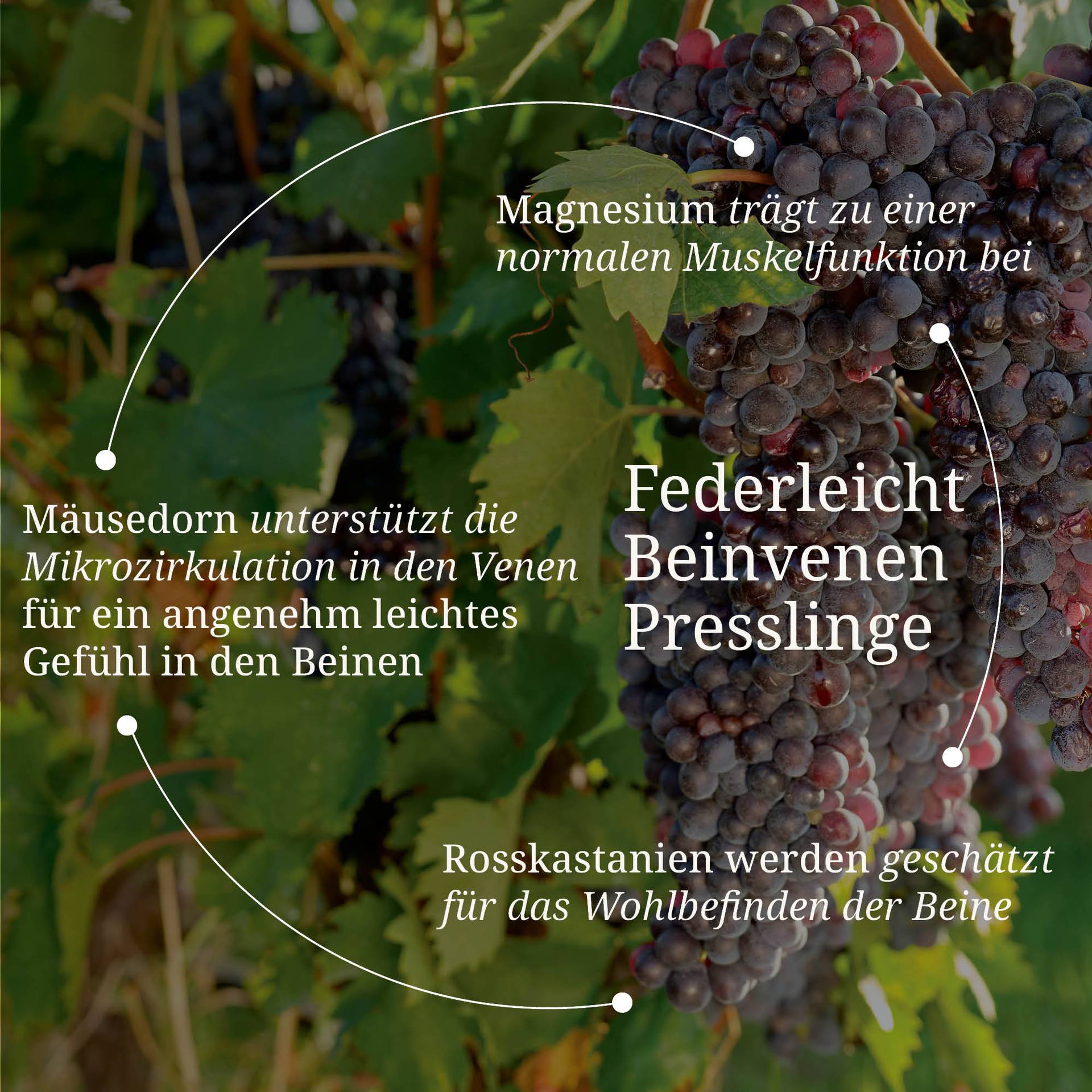20250328_pdp Bilder Erik Federleicht Beinvenen Presslinge.jpg