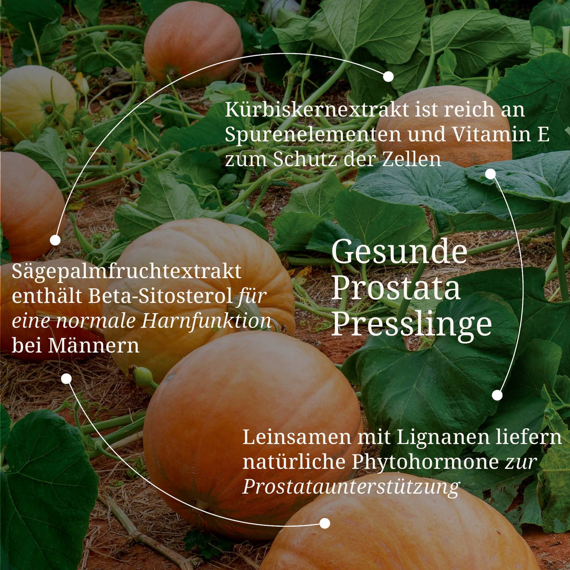 20250328_pdp Bilder Gesunde Prostata mit Kürbiskernen und Sägepalmfrüchten.jpg