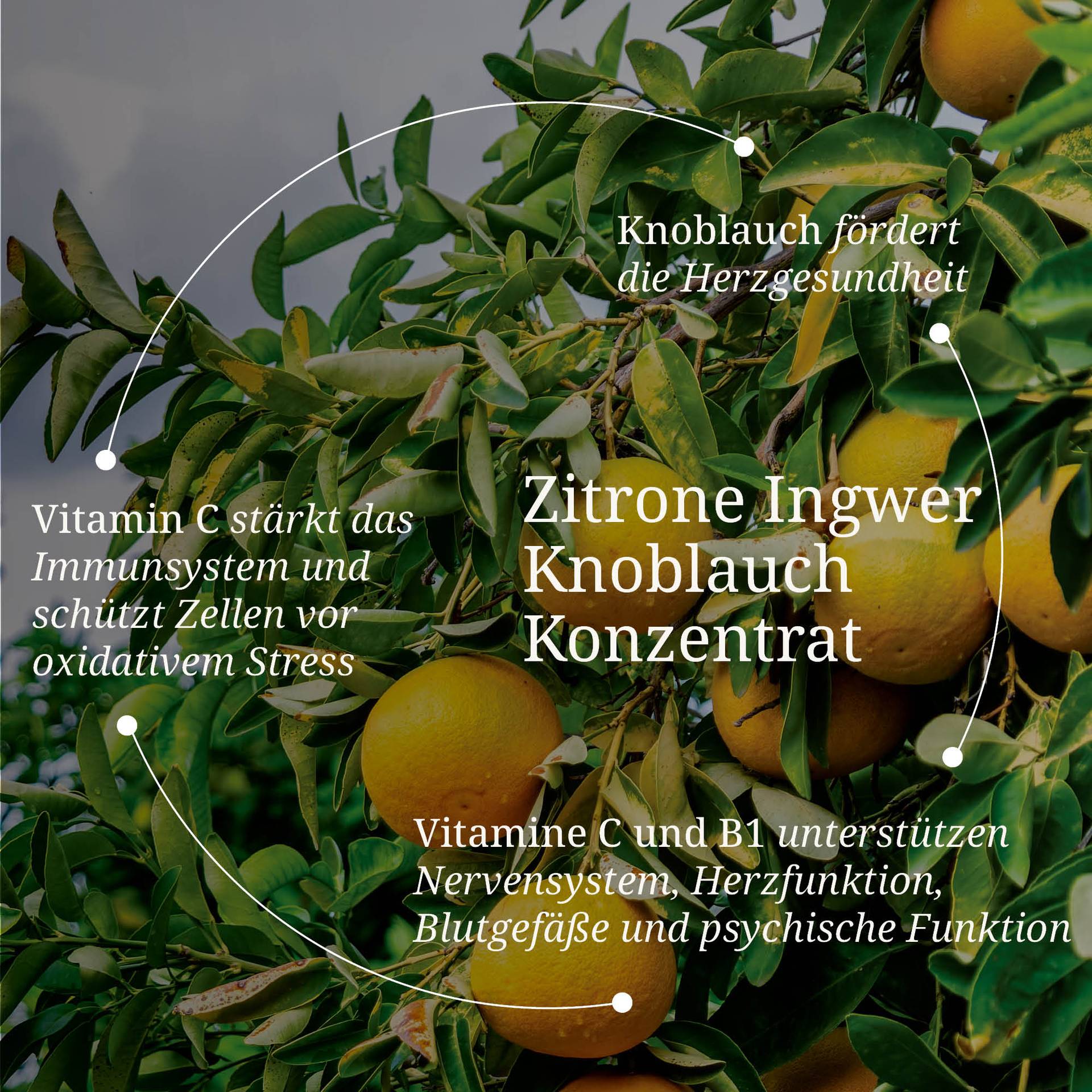 20250328_pdp Bilder Zitrone Ingwer Knoblauch Konzentrat.jpg