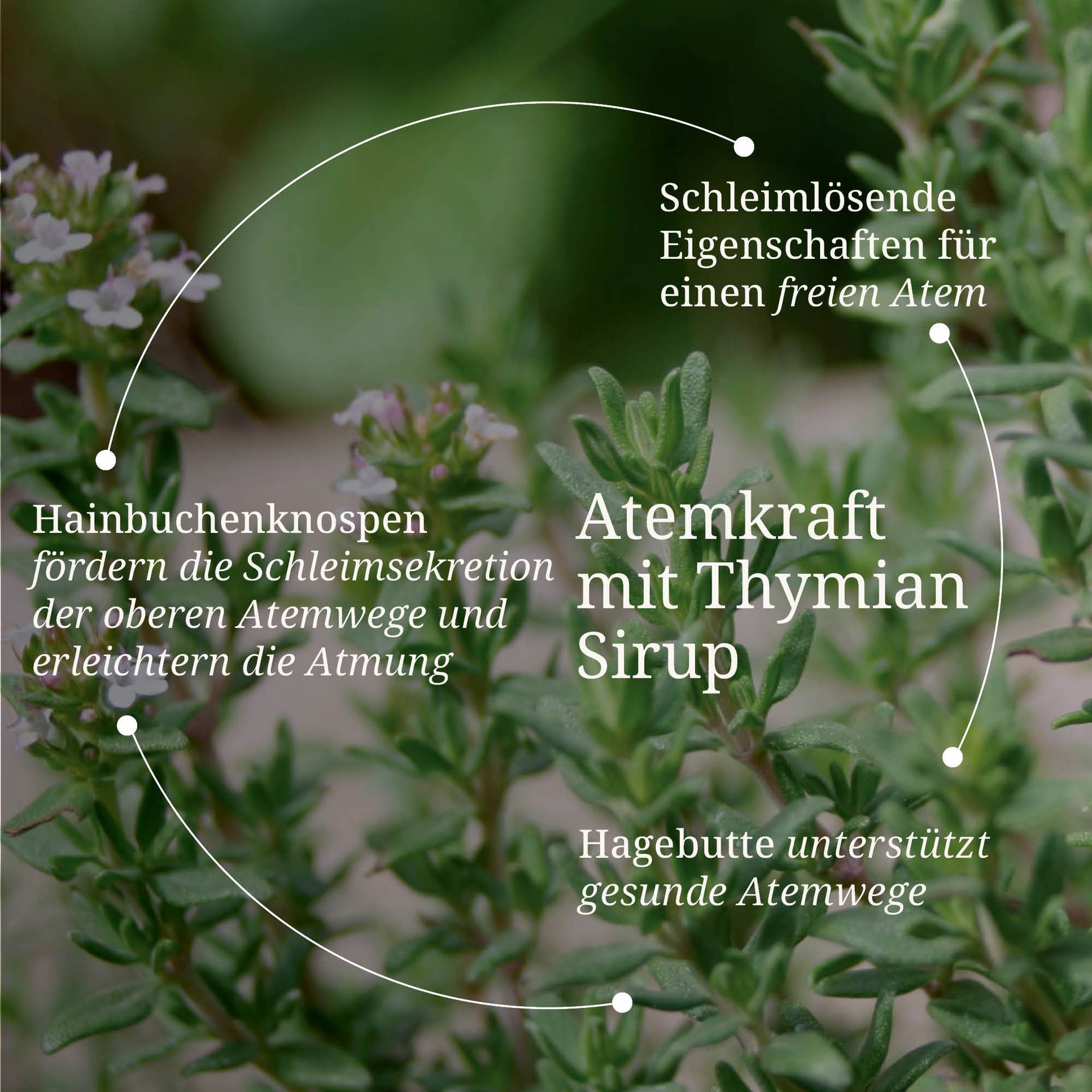 20250328_pdp Bilder Atemkraft mit Thymian Sirup.jpg