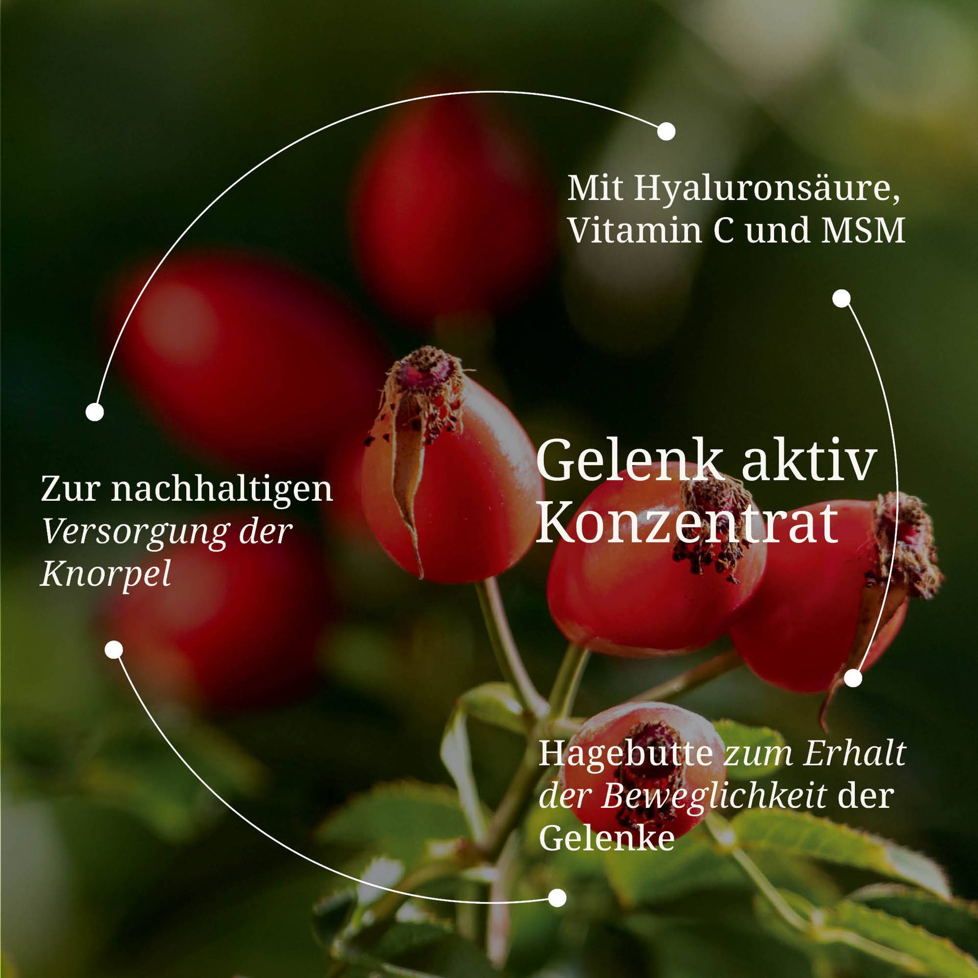 20250328_pdp Bilder Gelenk aktiv Konzentrat.jpg