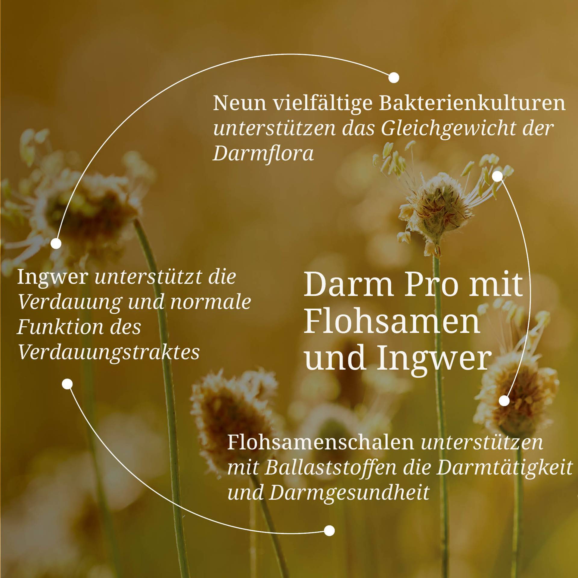20250328_pdp Bilder Darm Pro mit Flohsamenschalen.jpg