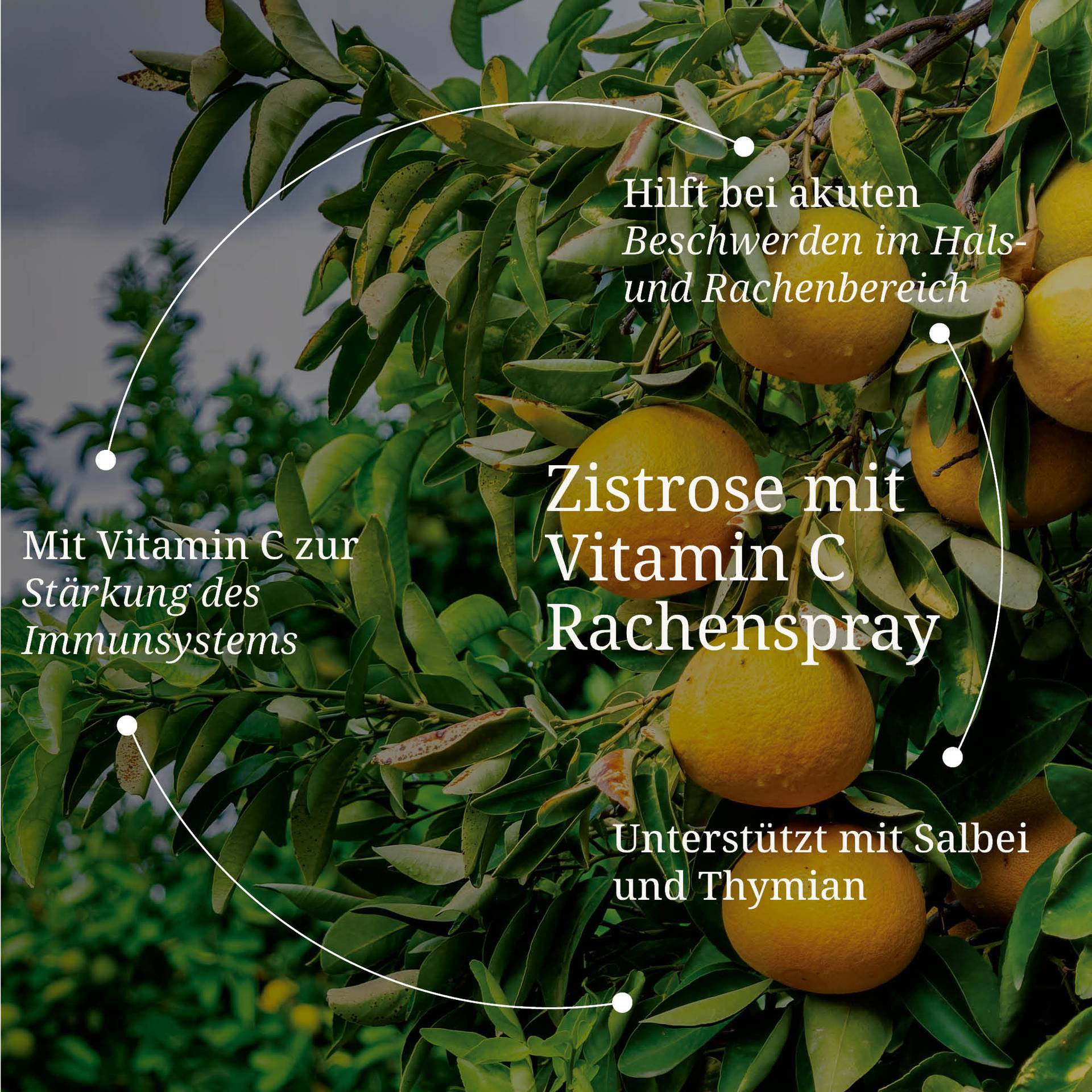 20250328_pdp Bilder Zistrose mit Vitamin C Rachenspray.jpg