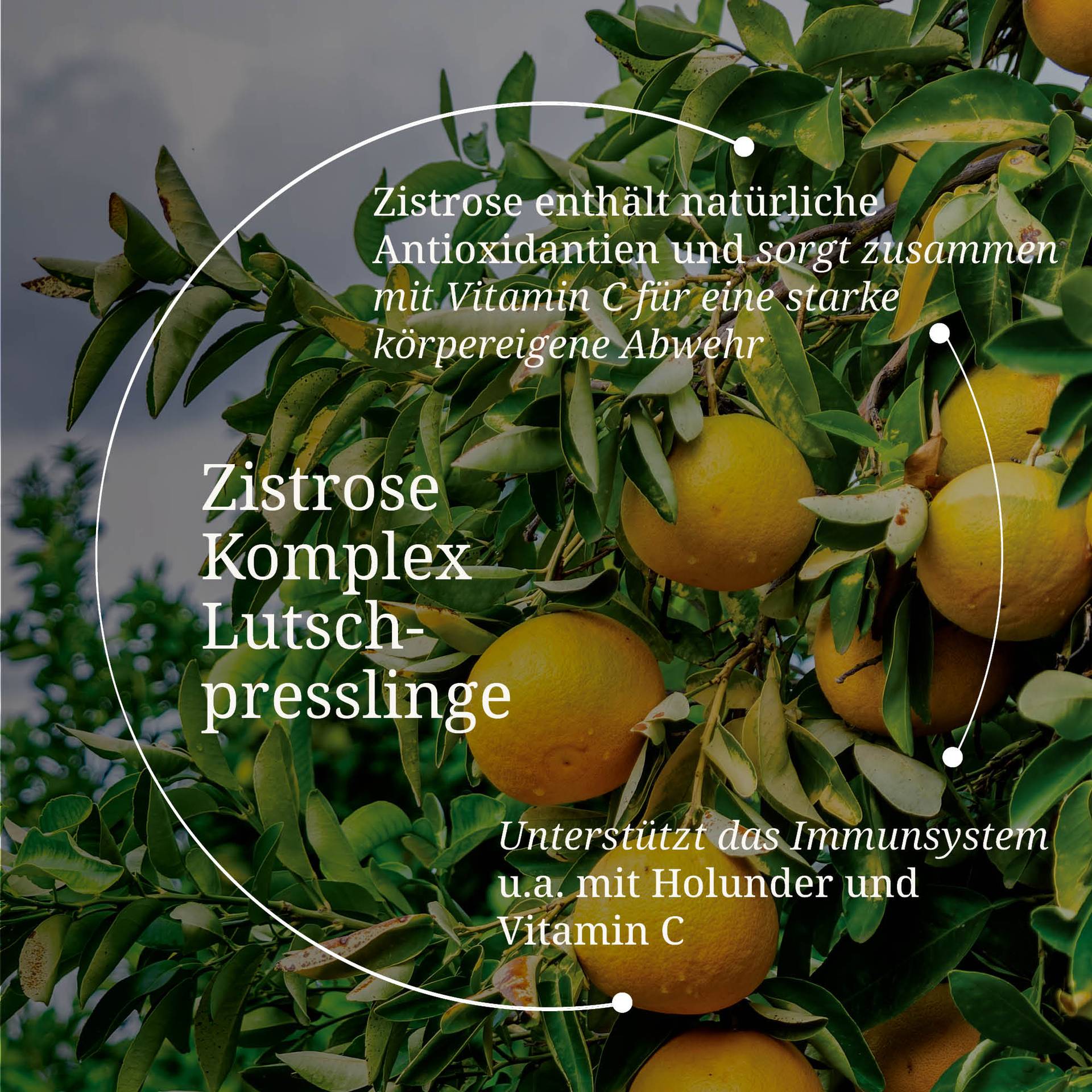 20250328_pdp Bilder Zistrose komplex lutschpresslinge.jpg