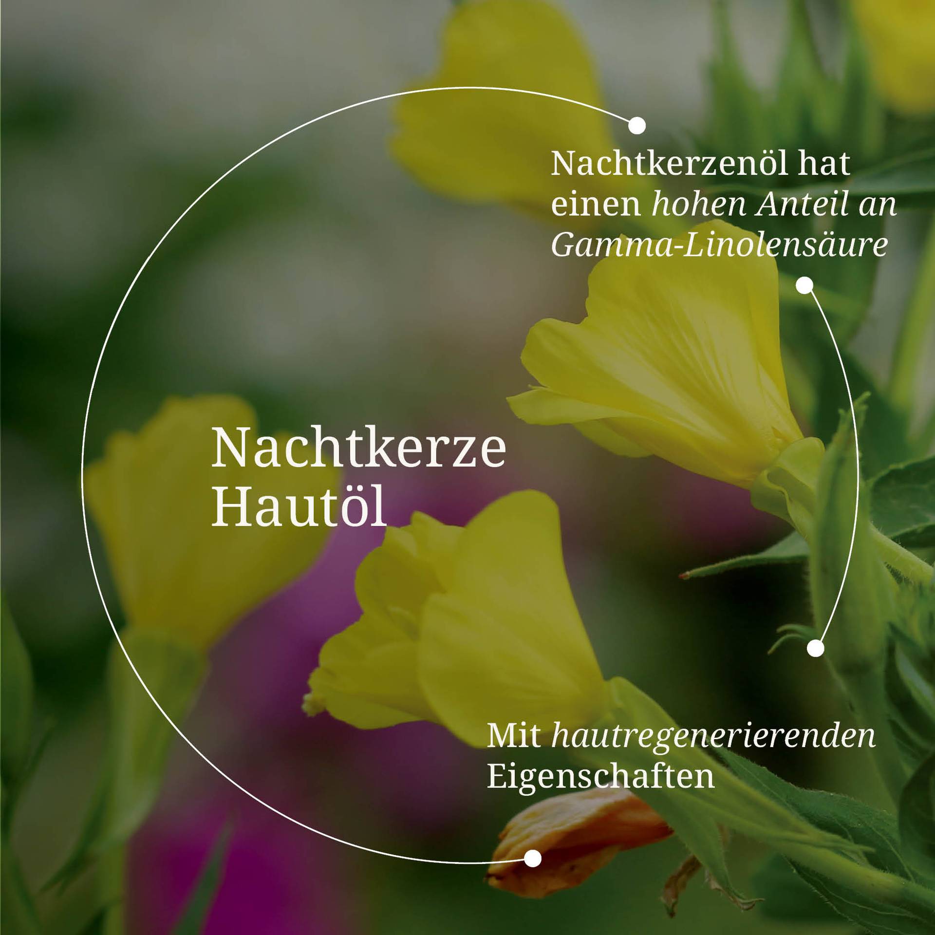 20250328_pdp Bilder Nachtkerze Hautöl.jpg