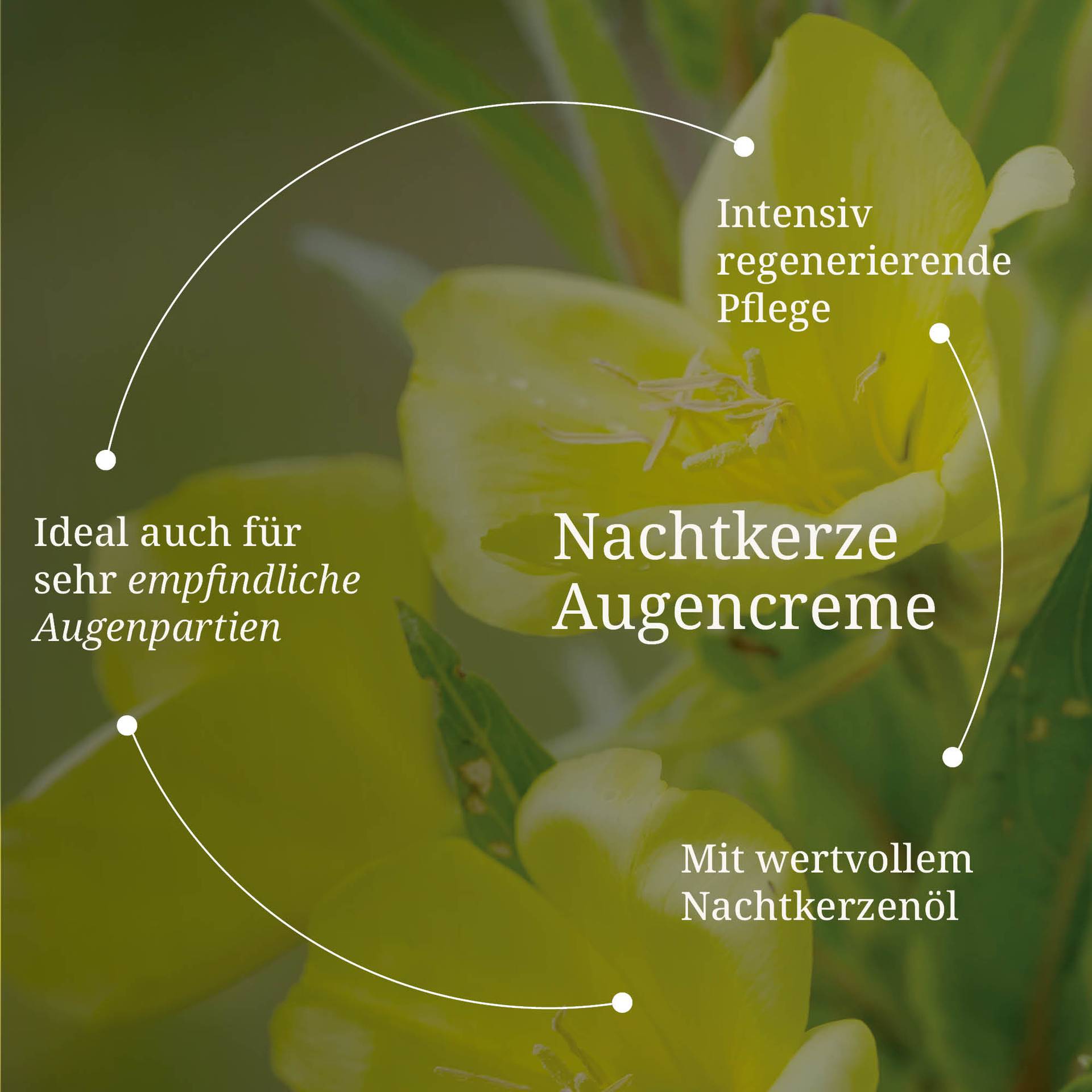 20250328_pdp Bilder Nachtkerze Augencreme.jpg