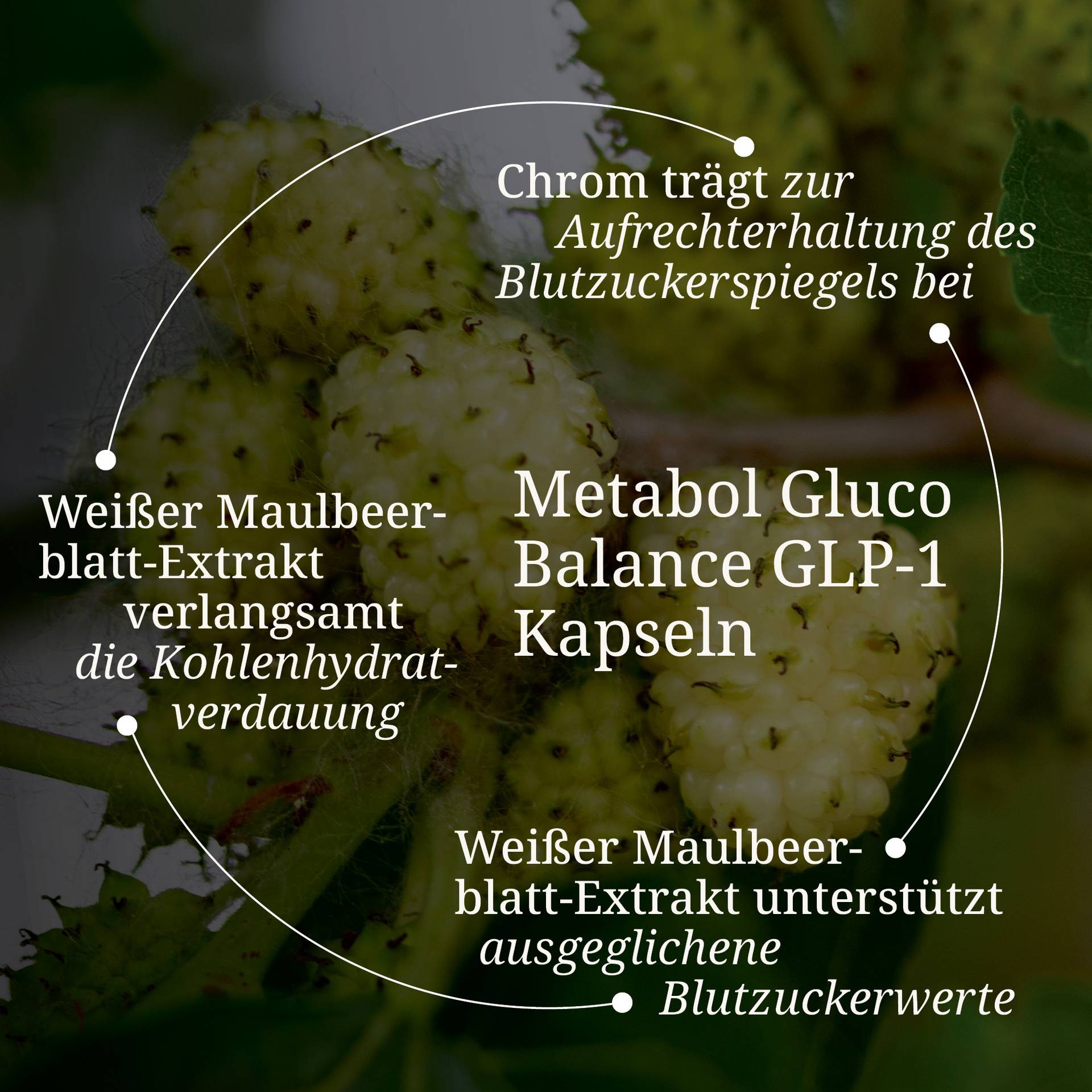 Metabol-Gluco-Balance-GLP-1-Kapseln-mit-weisser-Maulbeerblatt-Extrakt.jpg