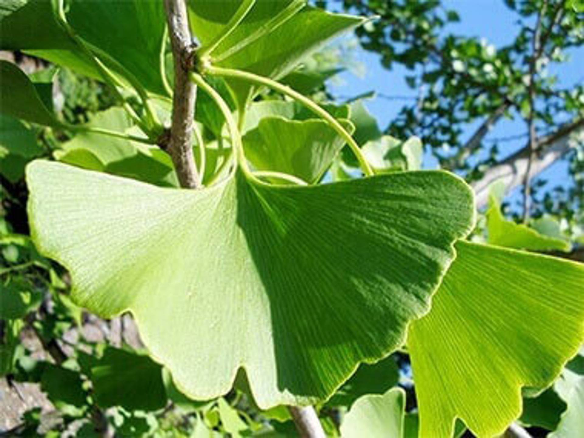 ginkgo_big_neu.jpg