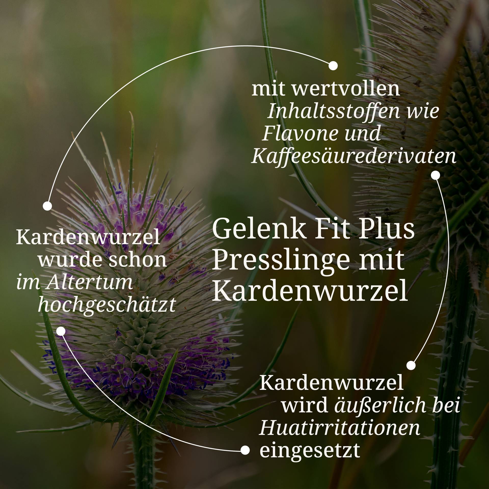 Gelenk Fit Plus Presslingen.jpg