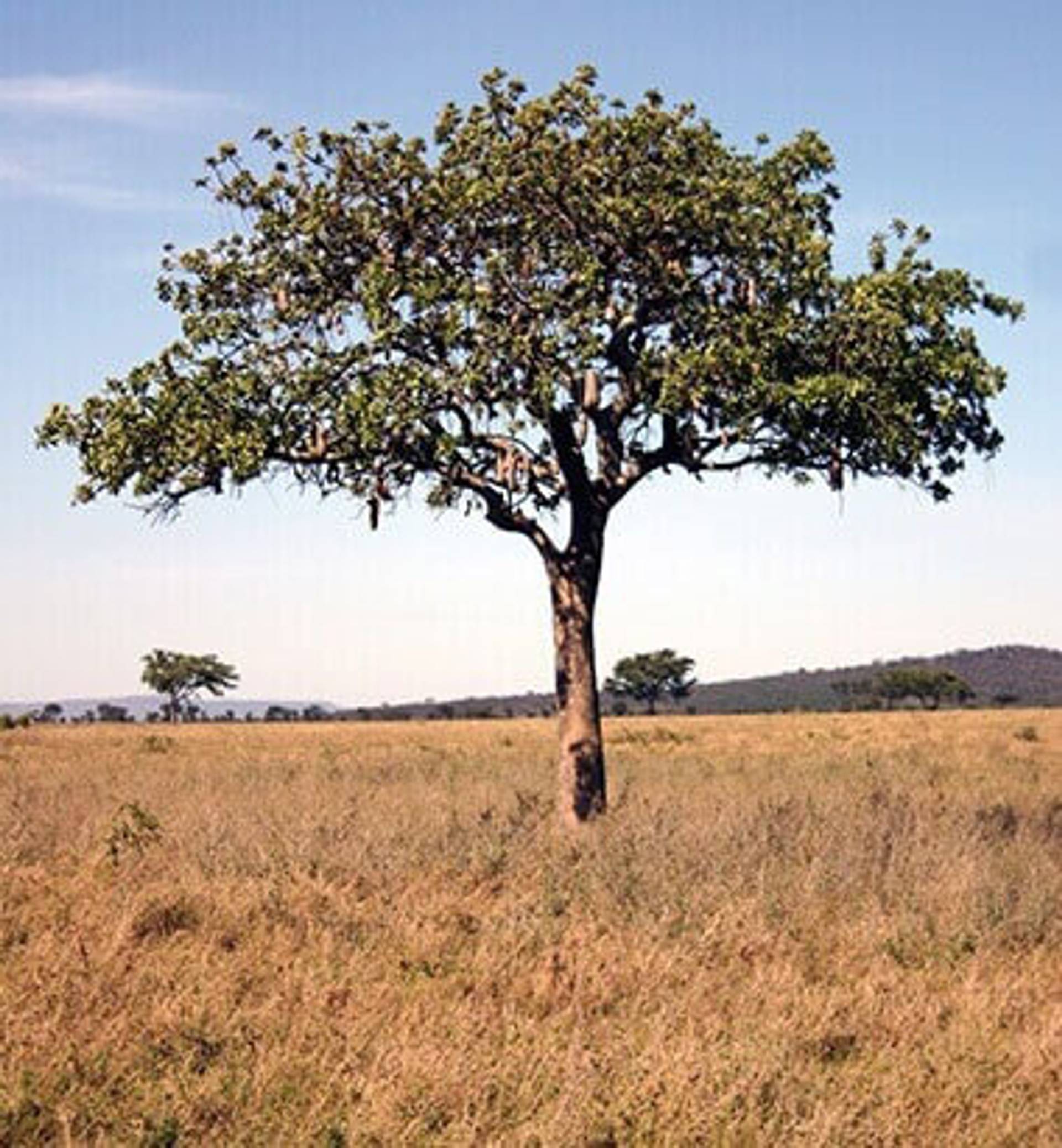 leberwurstbaum_big.jpg