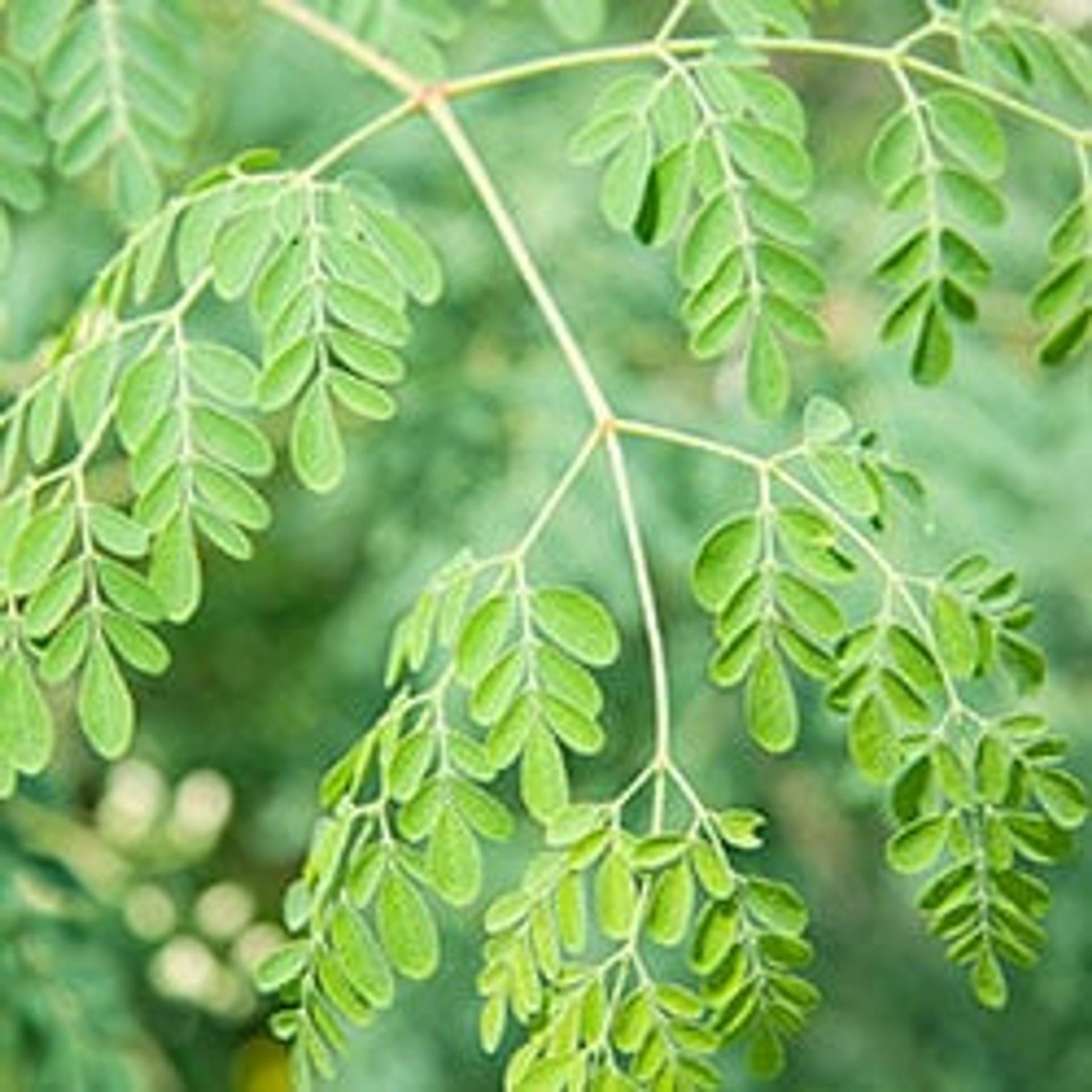 Moringa.jpg