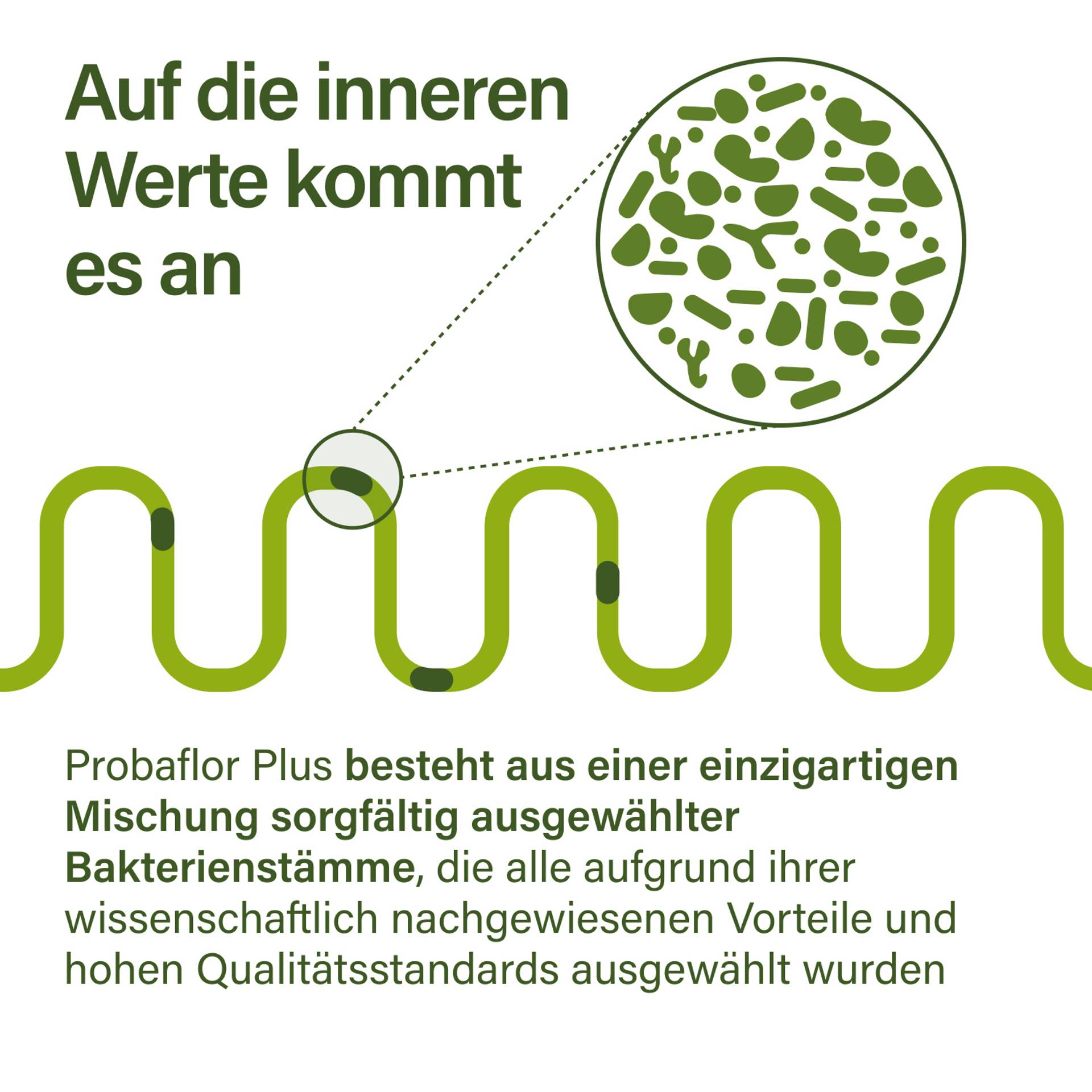 Bild von stilisierten Bakterien mit Hinweis auf die inneren Werte kommt es an Probaflor Plus besteht aus einer einzigartigen Mischung sorgfältig ausgewählter Bakterienstämme