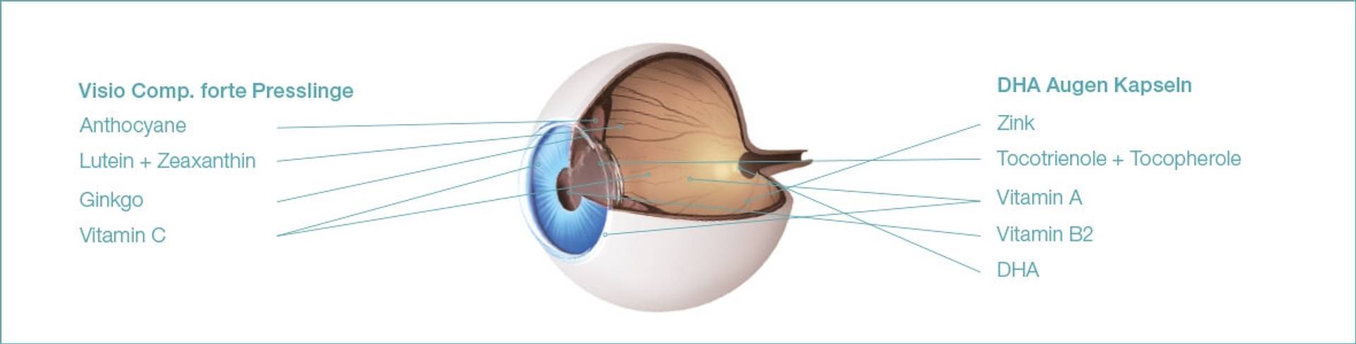 augen-beschreibung.jpg