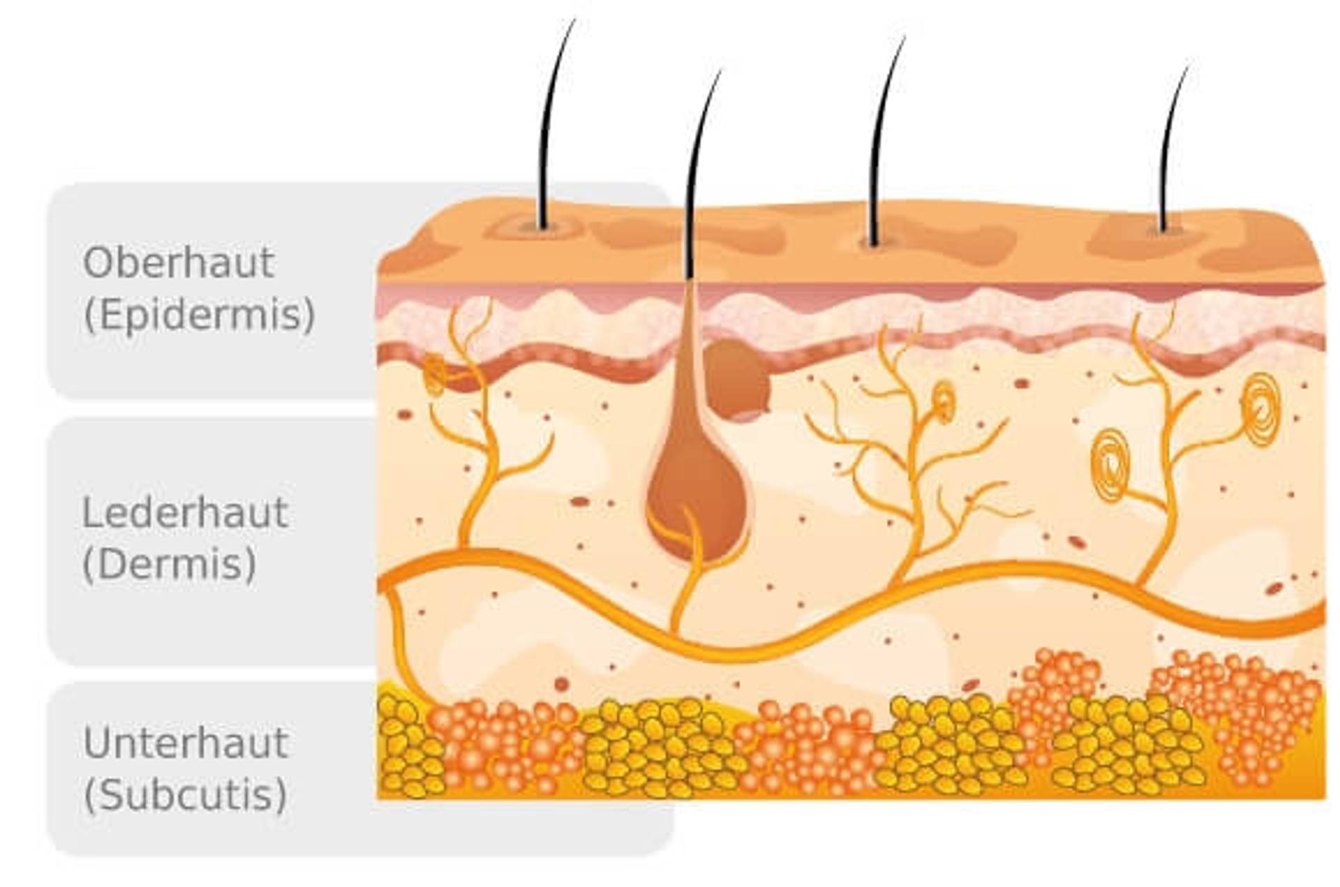 Hautschichten.jpg