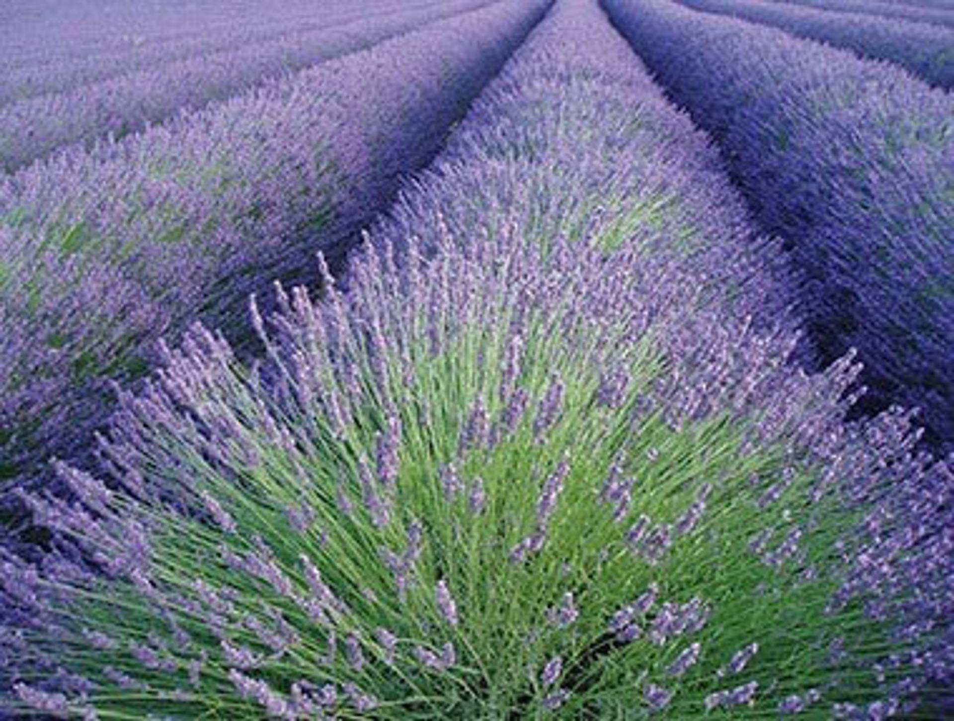 lavendel_big.jpg