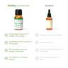 UltraPure Vegan Omega 3to1 Hochwertiges, veganes Omega 3 Öl aus Algen