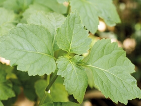 Patchouli: Herkunft, Inhaltsstoffe & Wirkung  Brbel Drexel