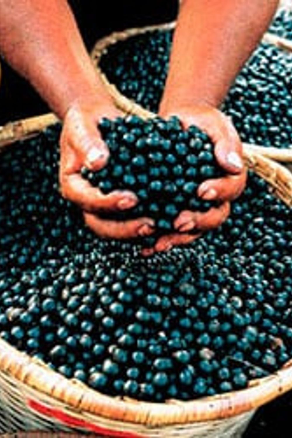 Comprando Acai para Energía y Bienestar | VitaminExpress