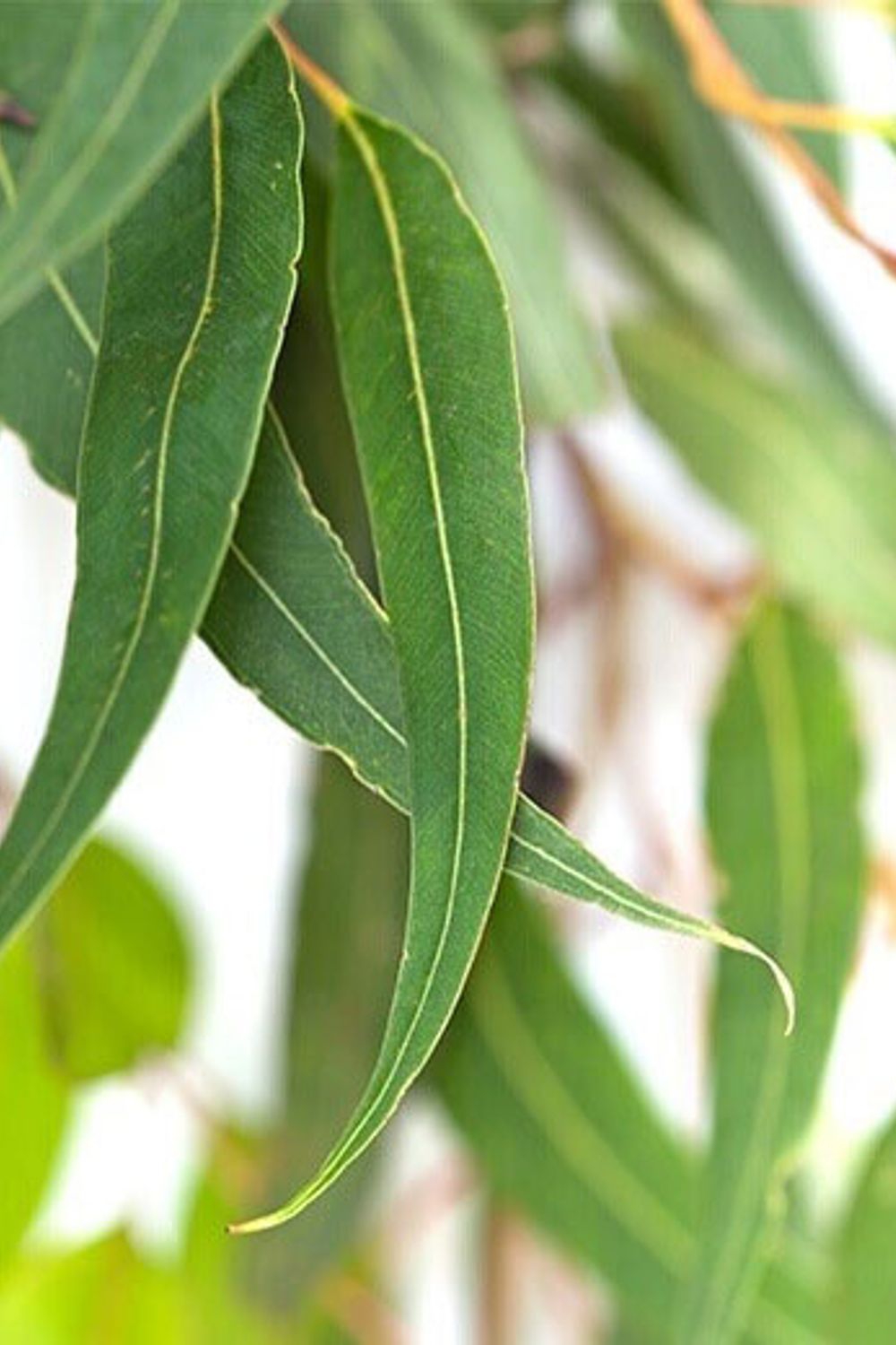 Wunderschne Eukalyptus Wirkung Psyche Ebenbild