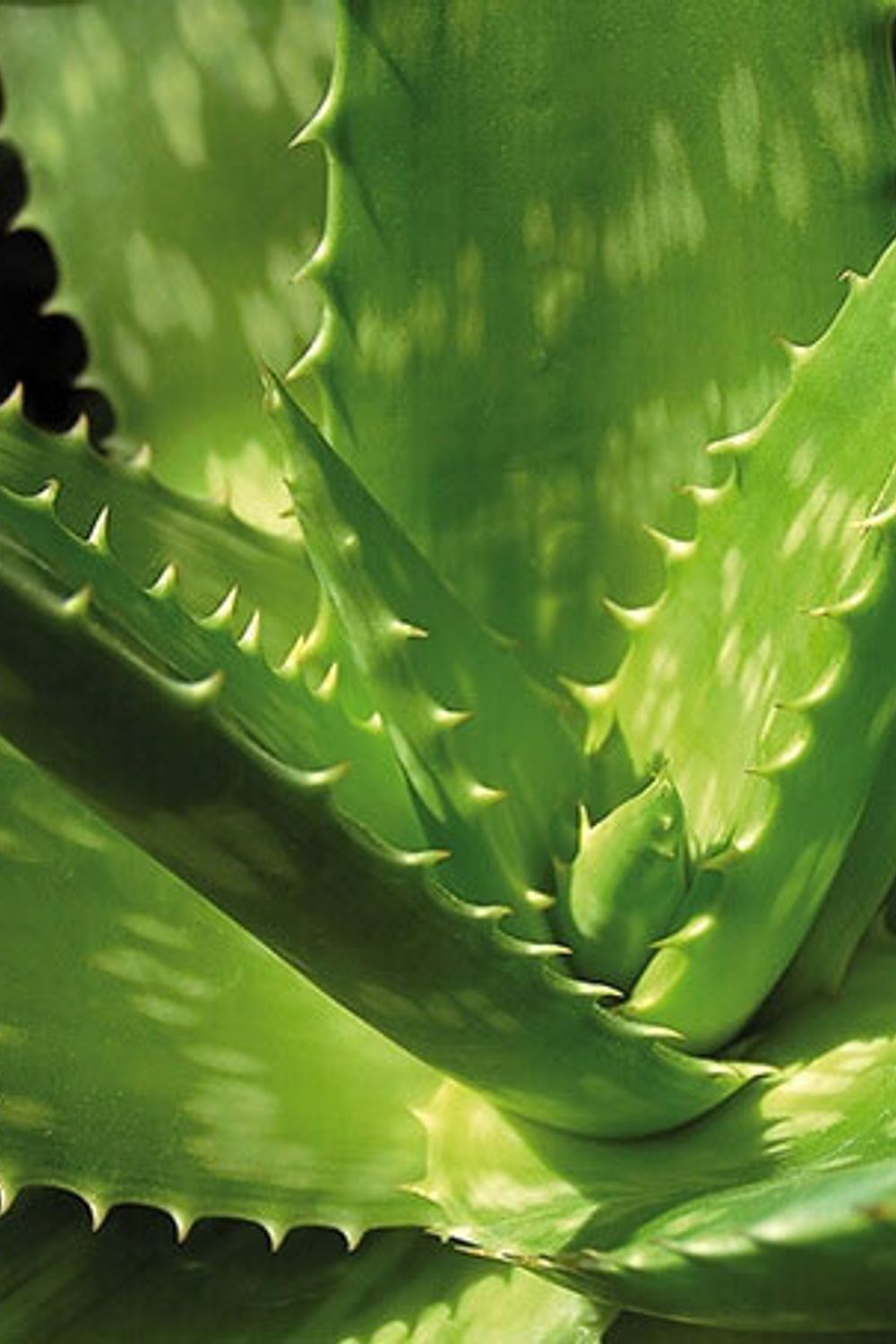 Aloe Vera: Herkunft, Inhaltsstoffe & Wirkung  Brbel Drexel