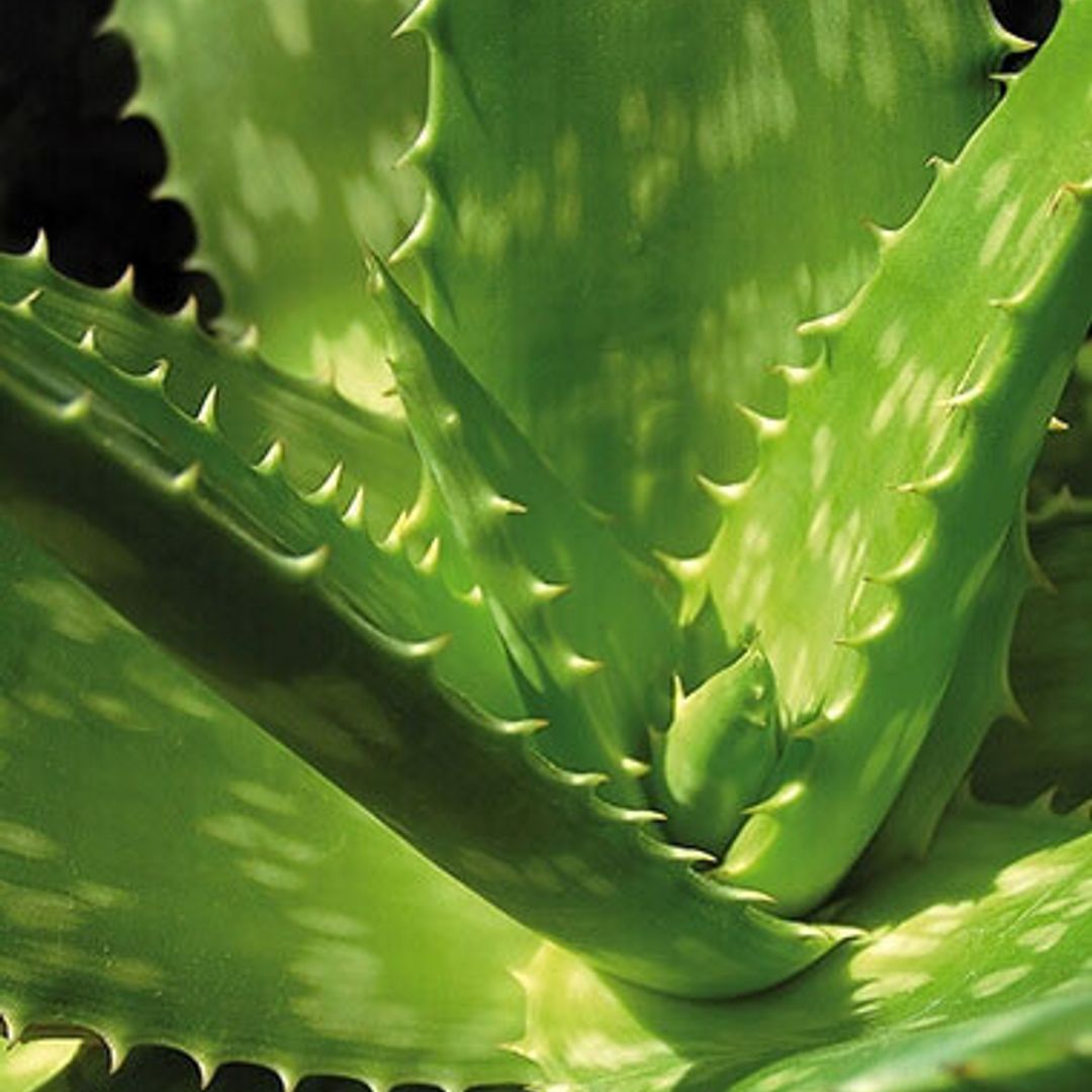 was bringt aloe vera drink Real Aloe Co. Aloe Vera Juice, Organic