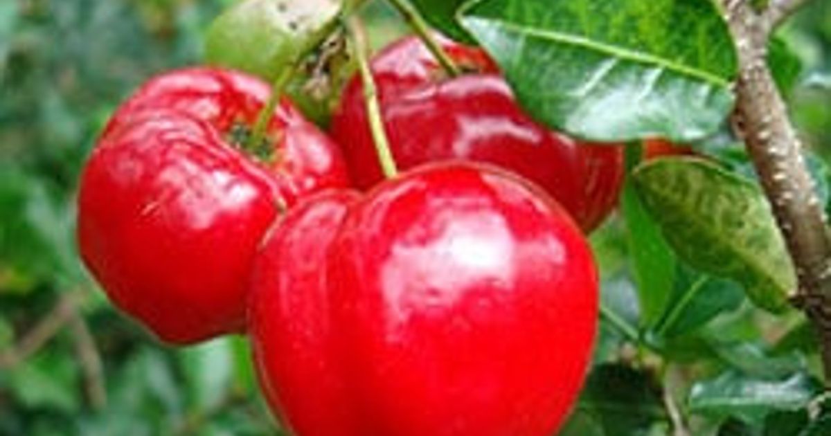 Buy Acerola – Natural Vitamin C Source | VitaminExpress